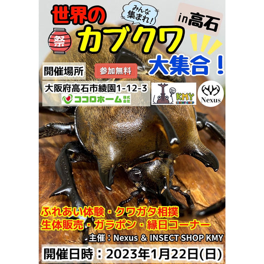 【世界のカブクワ大集合!!in高石】開催‼️