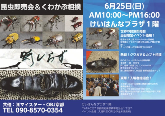 昆虫即売会&クワガタ相撲【時しらず】出店