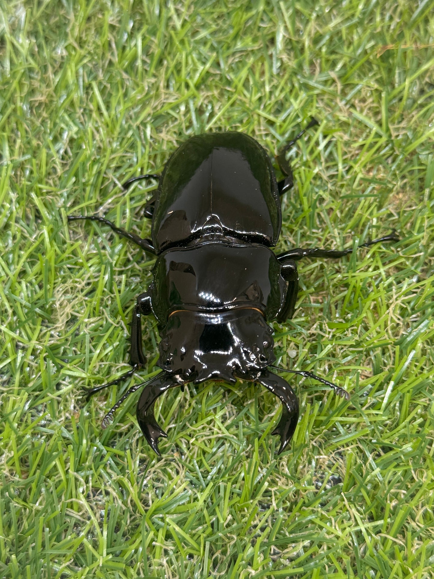 タランドゥスオオツヤクワガタ ♂70.5mm単品