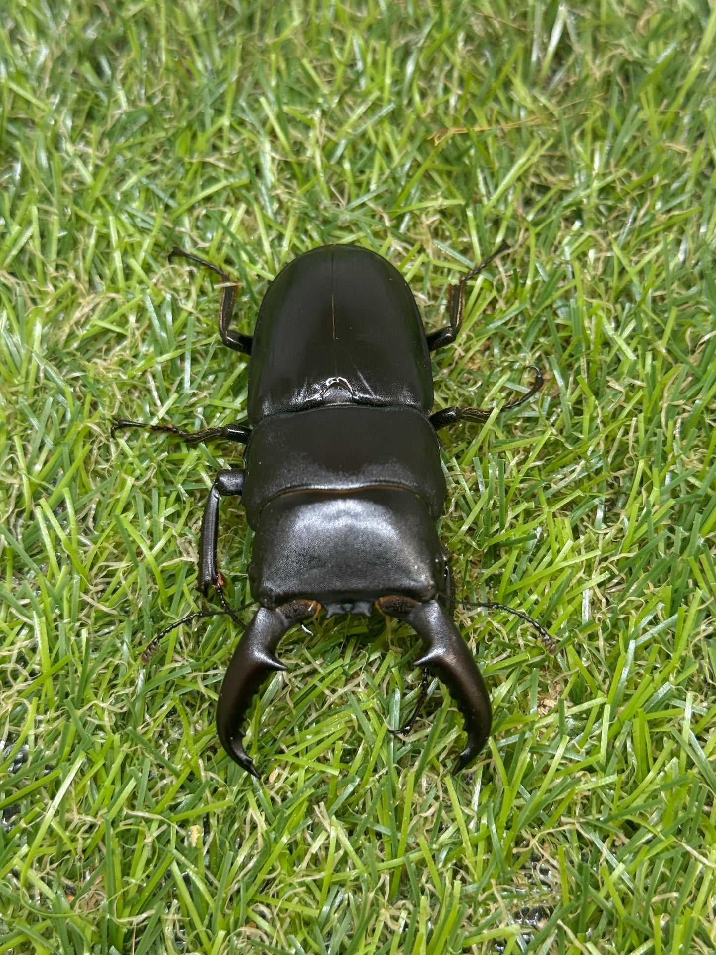 オキノエラブヒラタクワガタ ♂66mm成虫ペア