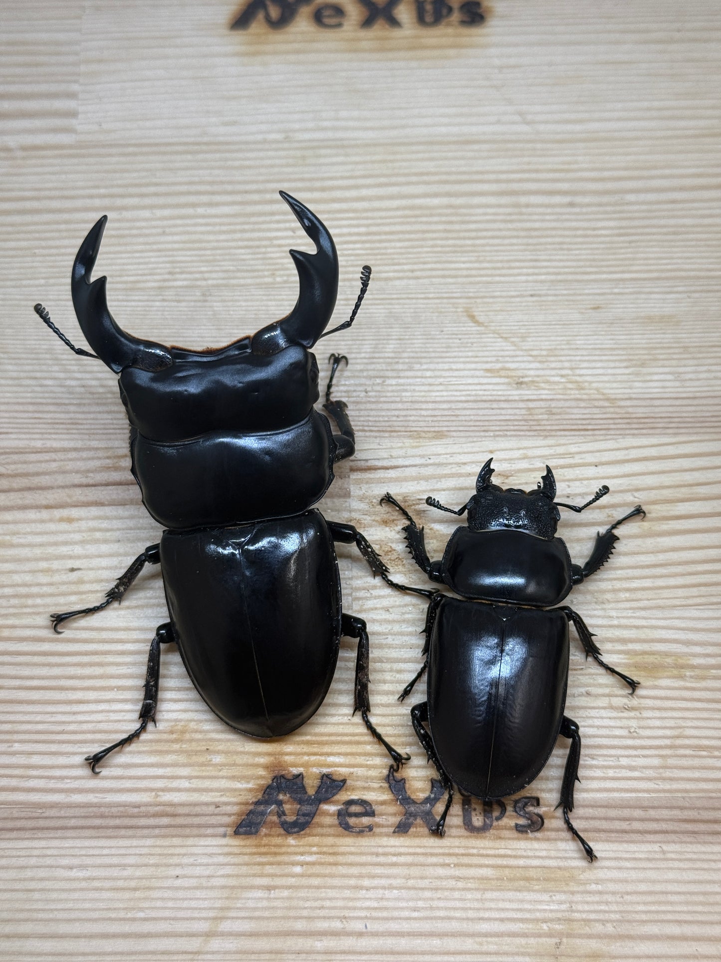 インドアンタエウスオオクワガタ ♂79mm成虫ペア