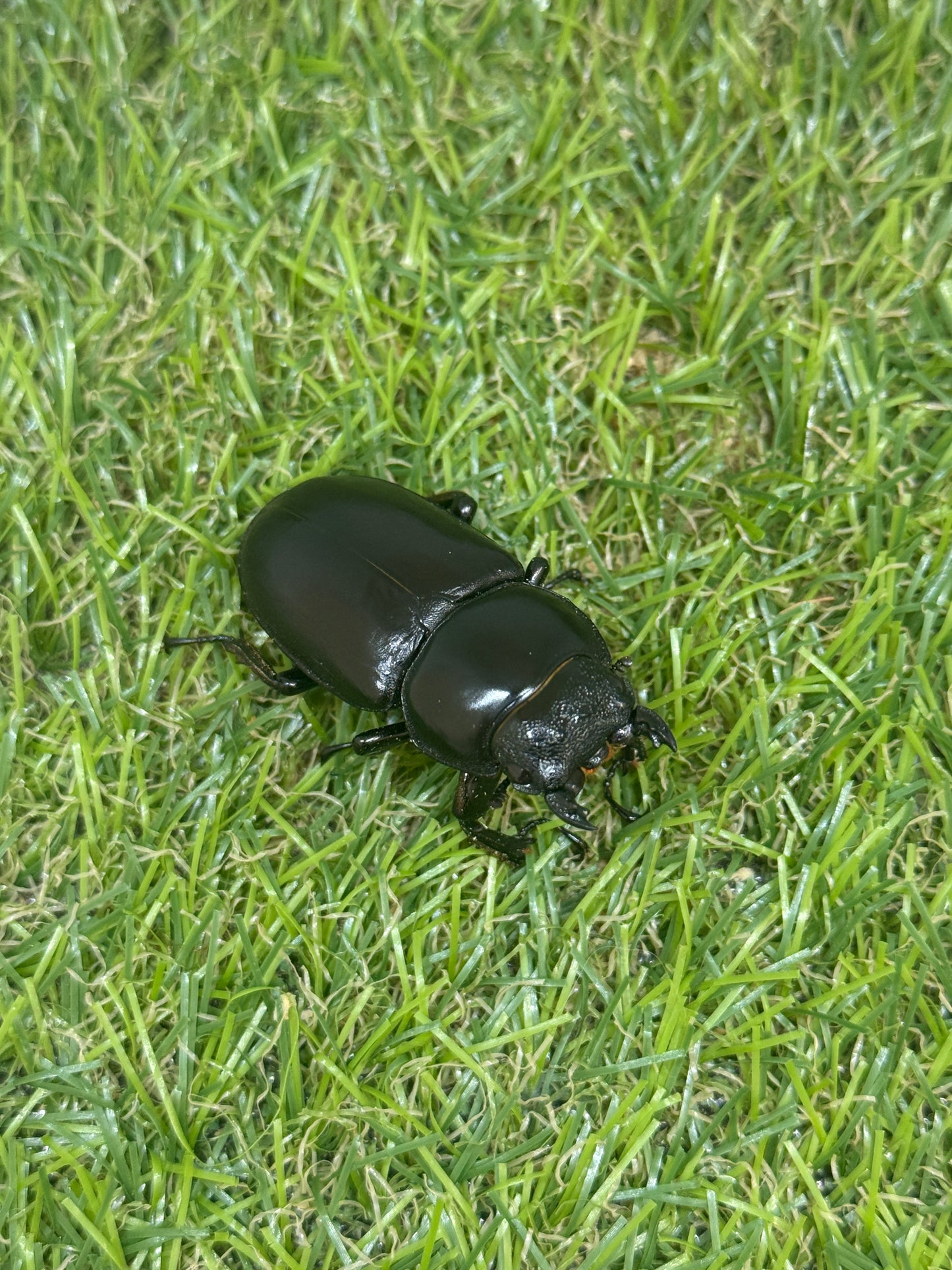 インドアンタエウスオオクワガタ ♂66.5mm成虫ペア