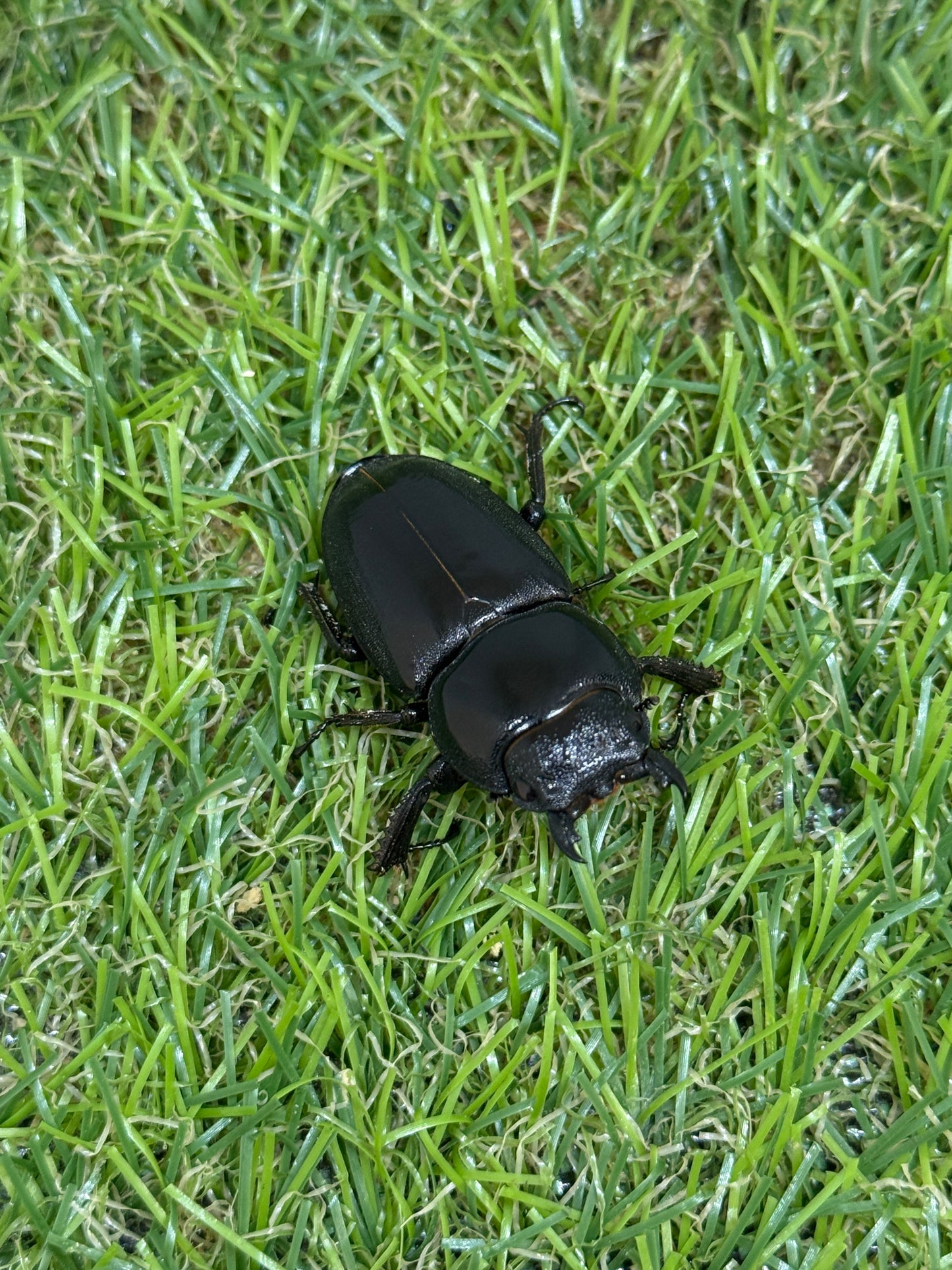 ファソルトヒラタクワガタ ♂73mm成虫ペア