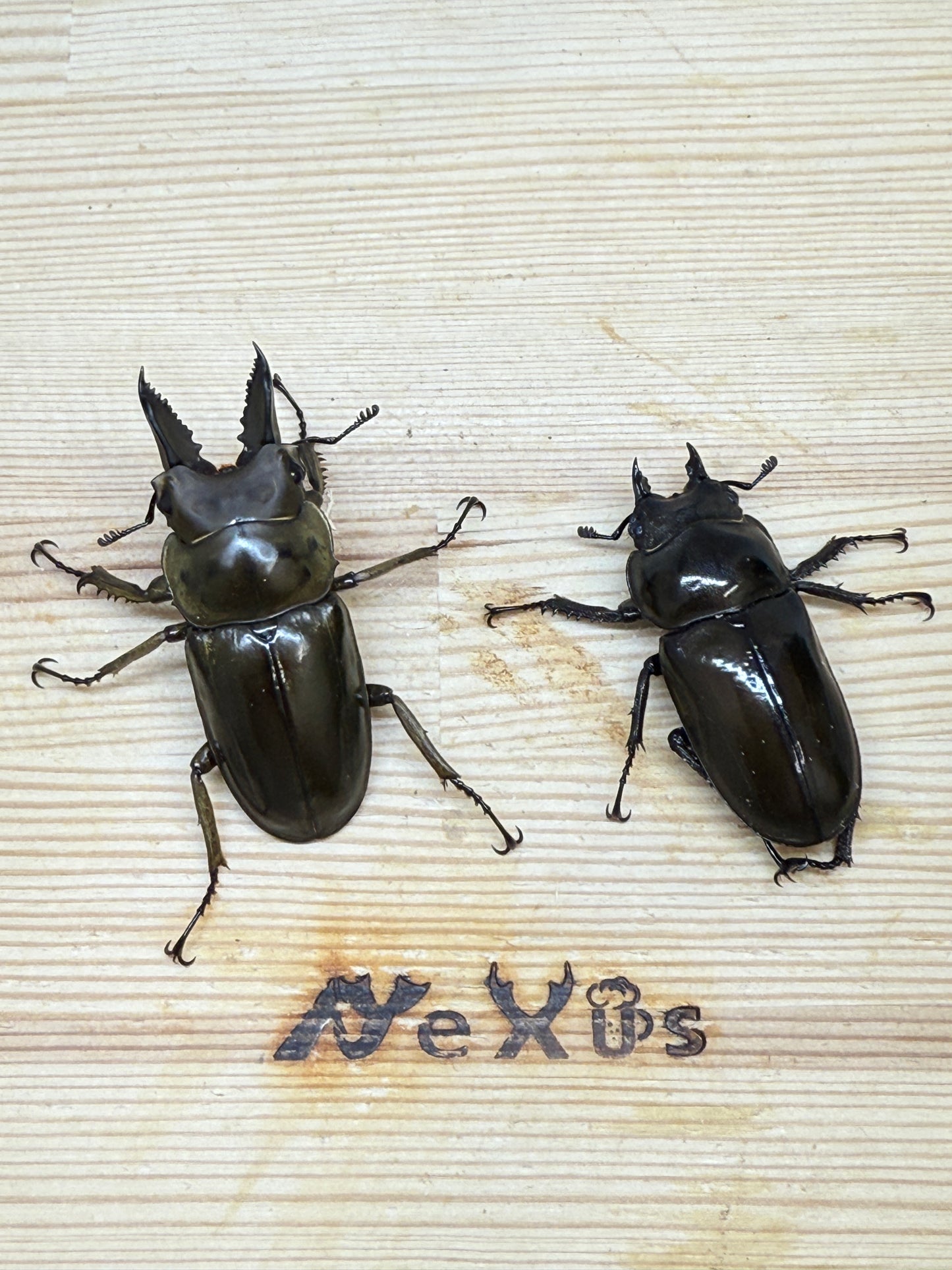 ババオウゴンオニクワガタ ♂54mm成虫ペア