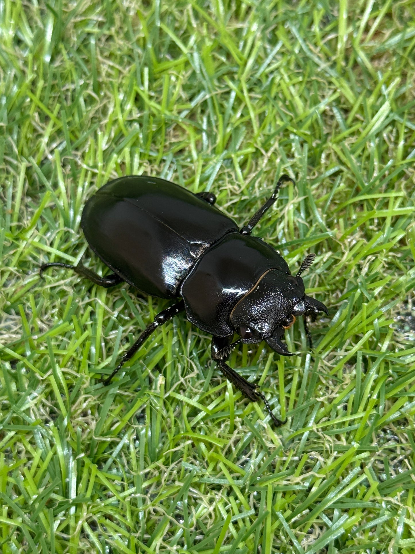 パリーフタマタクワガタ亜種ディロレイ ♂75mm成虫ペア