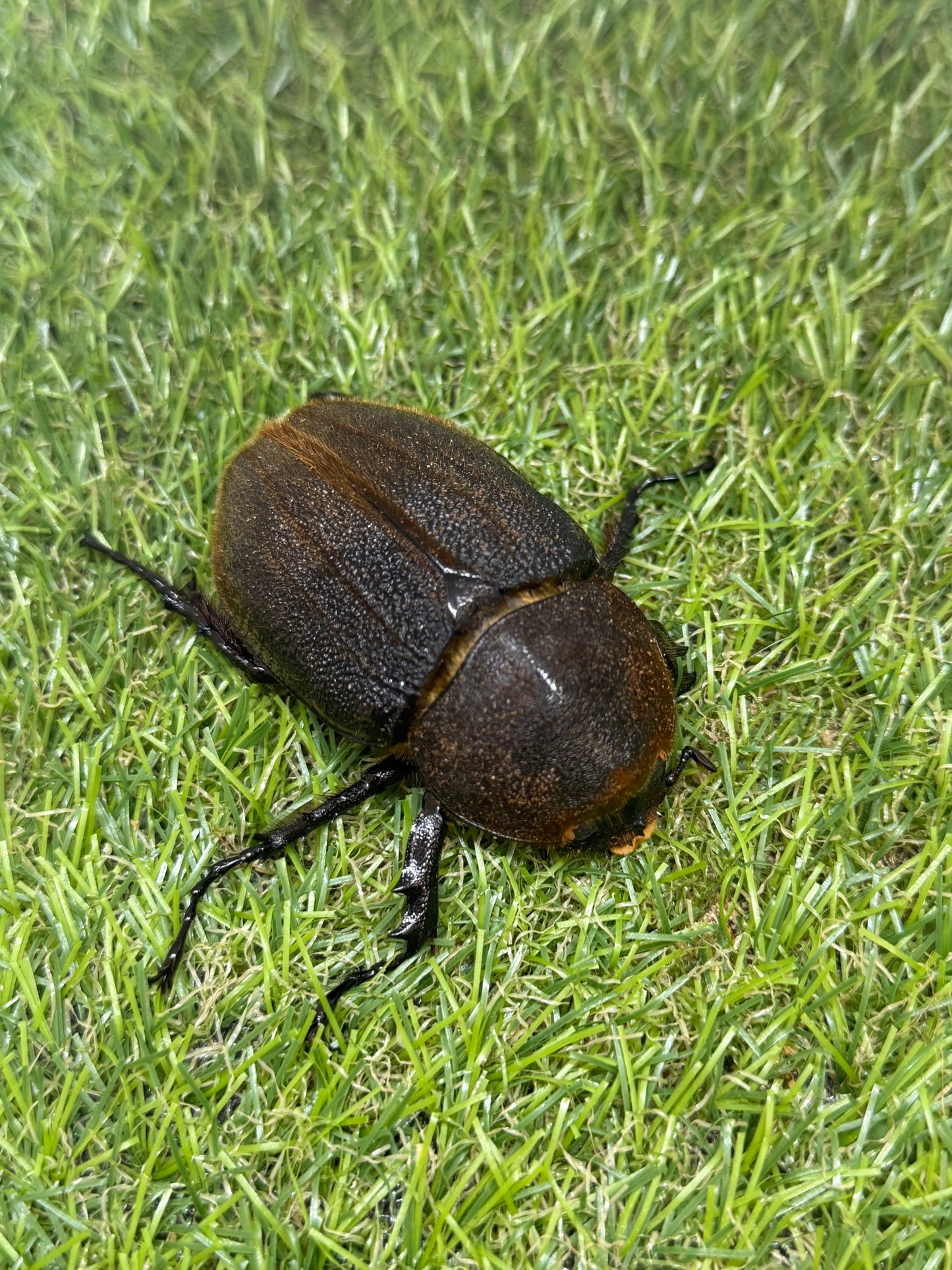DH・ヘラクレス ♂155mm成虫ペア