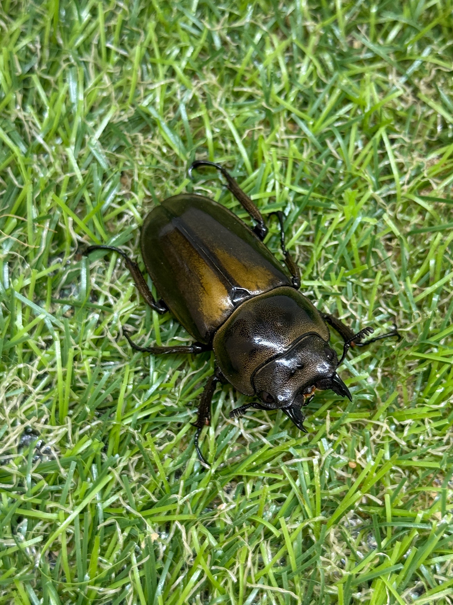 ババオウゴンオニクワガタ ♀41.8mm単品