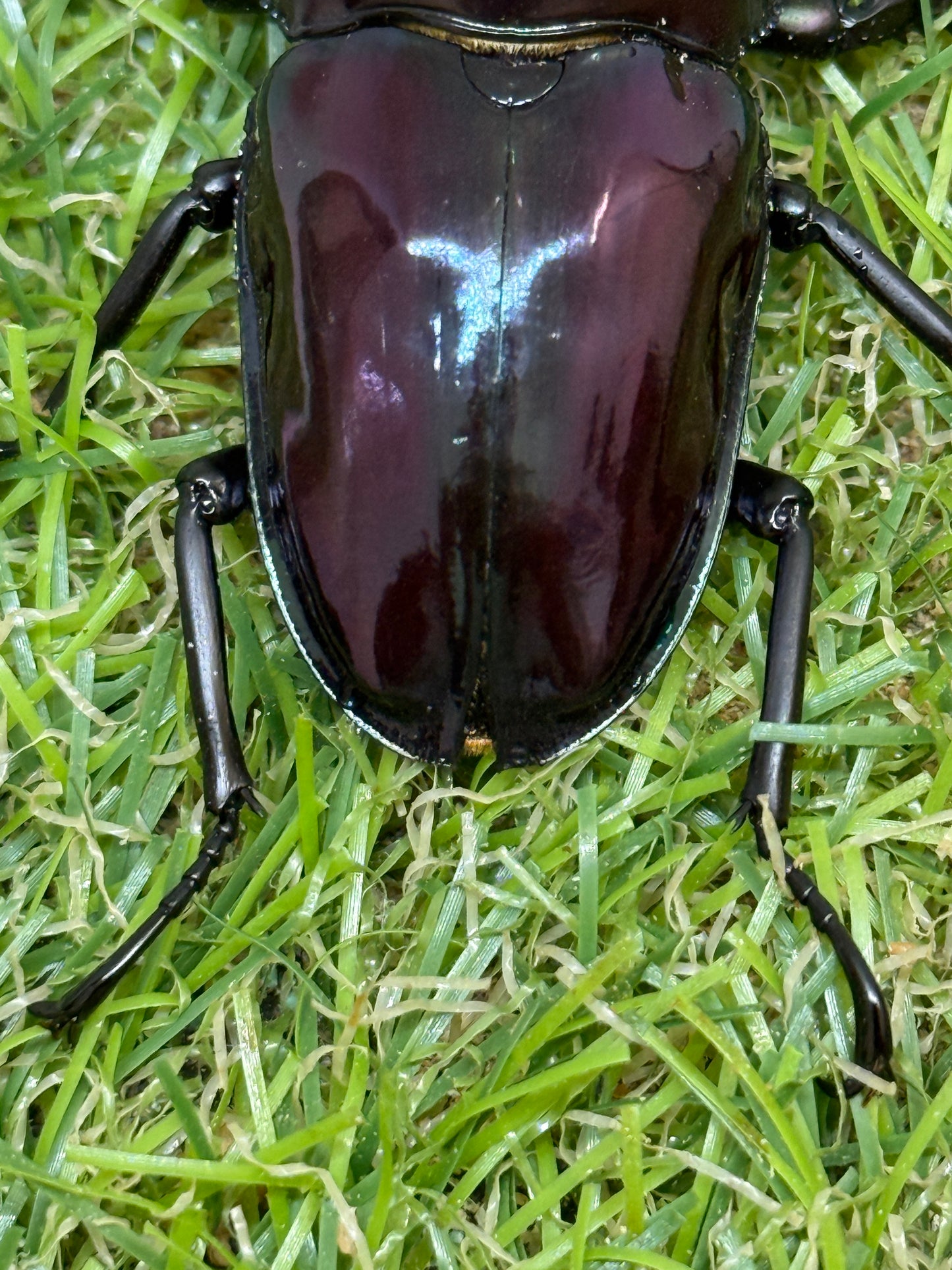 ニジイロクワガタ(紫紺血統) ♂60mm成虫ペア