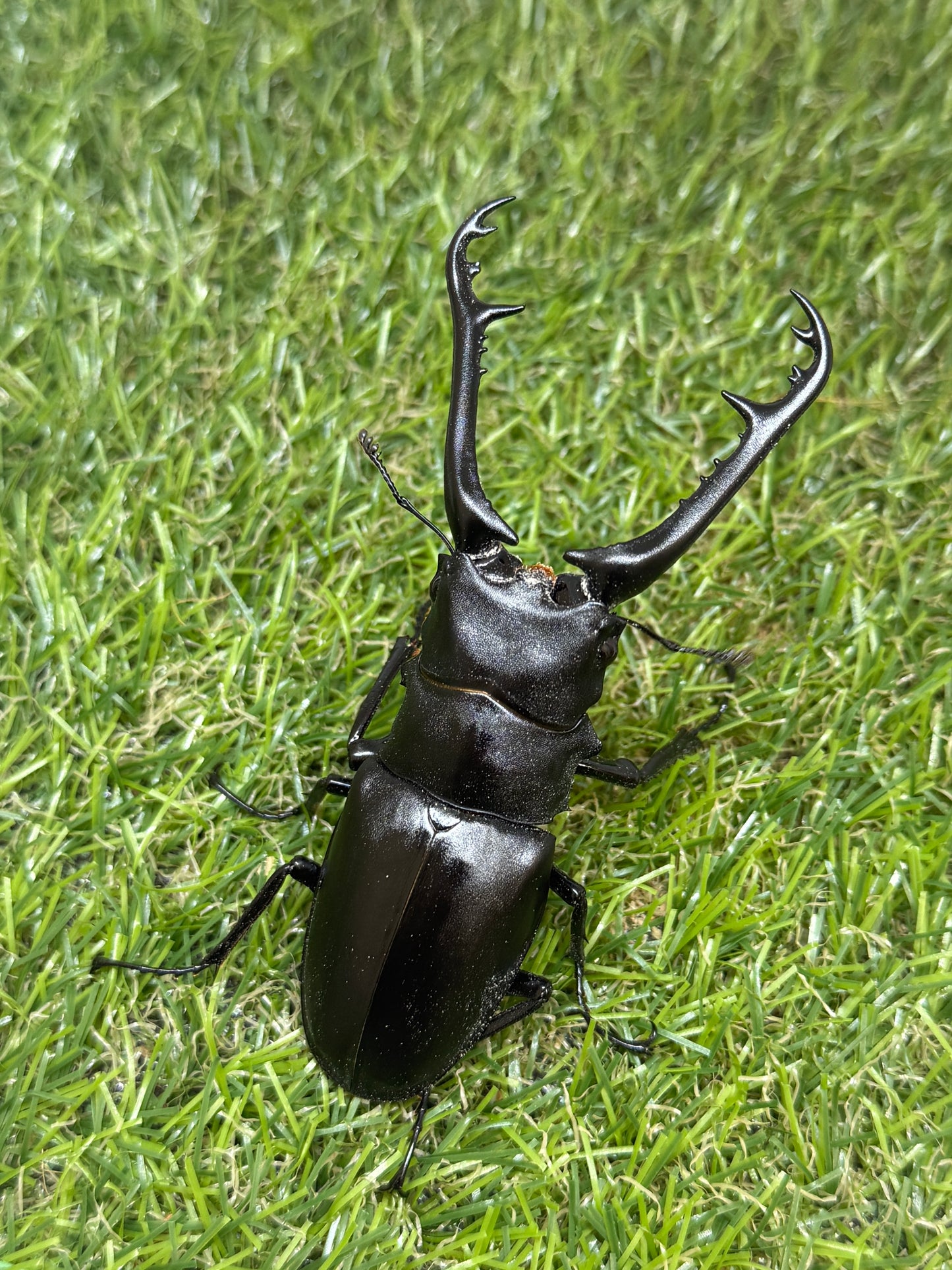 ギラファノコギリクワガタ ケイスケ ♂94mm成虫ペア