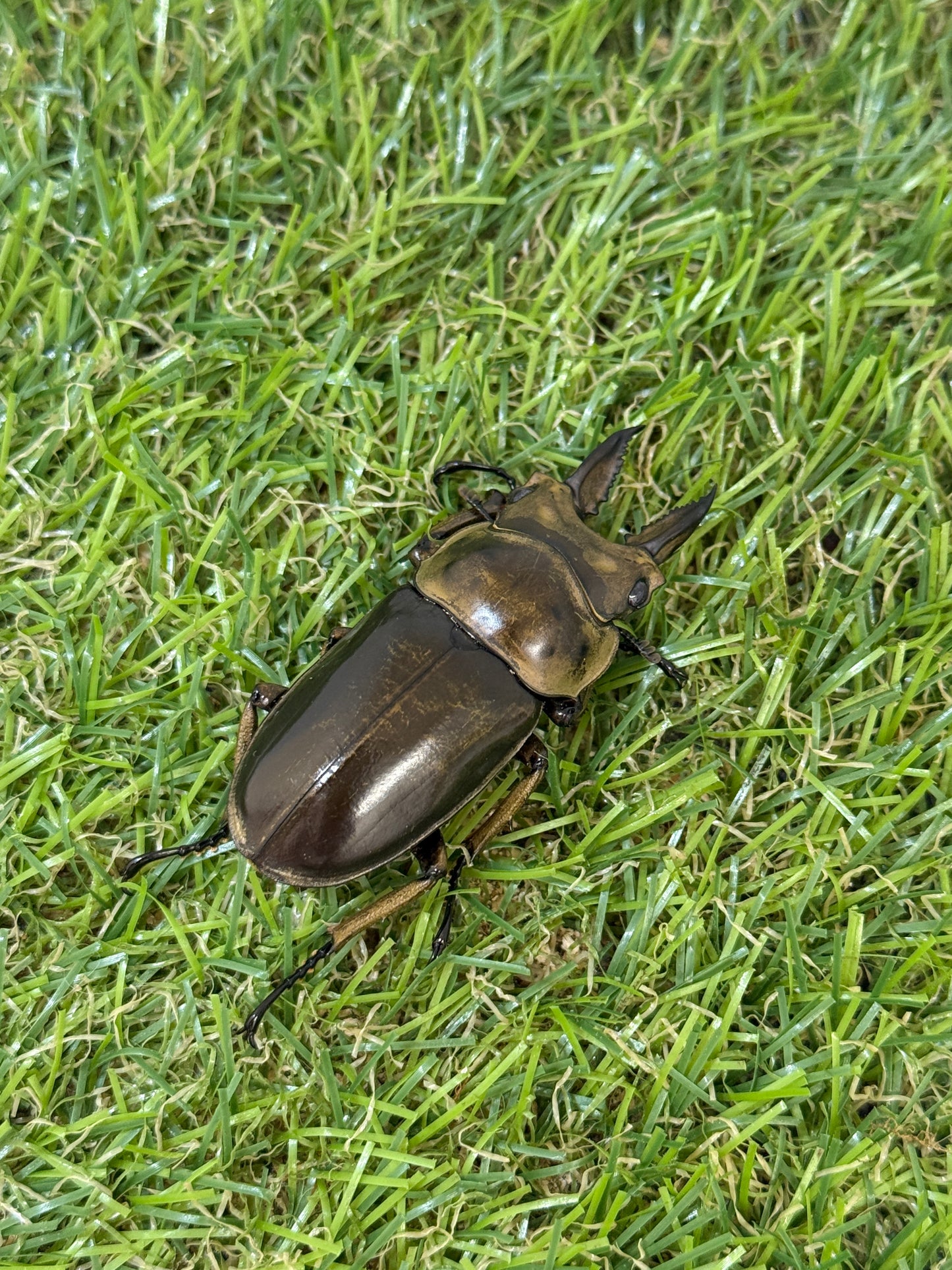 ババオウゴンオニクワガタ ♂50.6mm成虫ペア