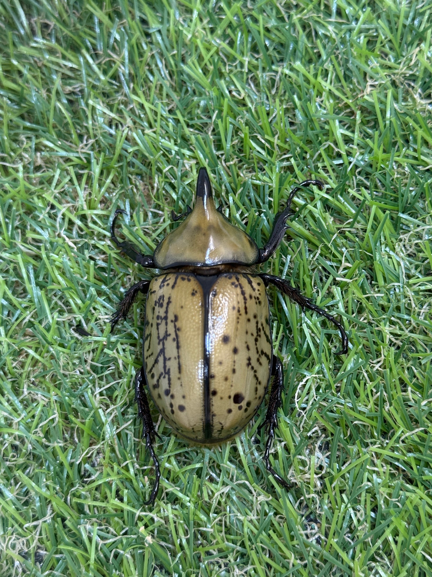 ティティウスシロカブト ♂49.8mm成虫トリオ