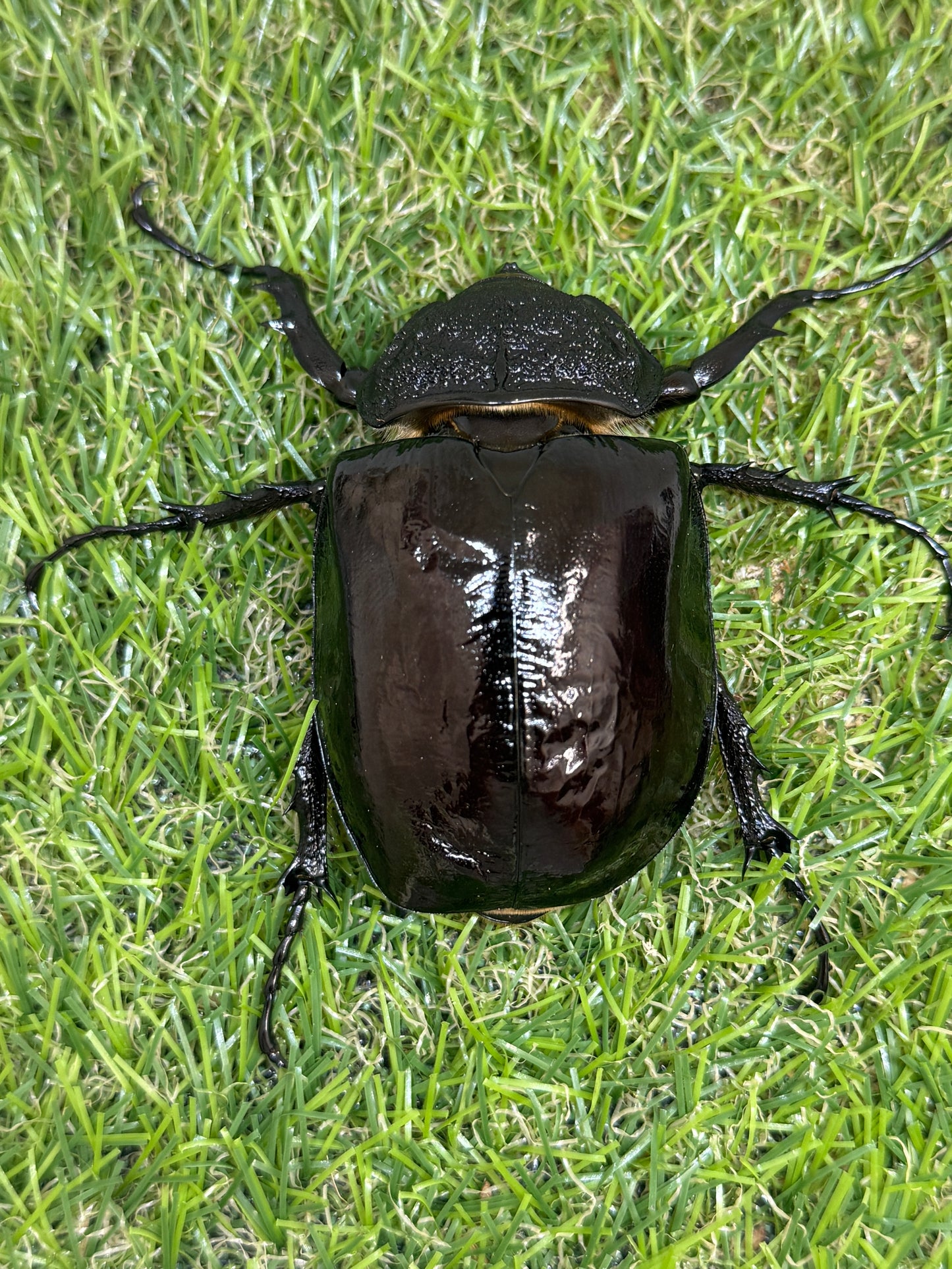 マルスゾウカブト ♂102mm成虫ペア