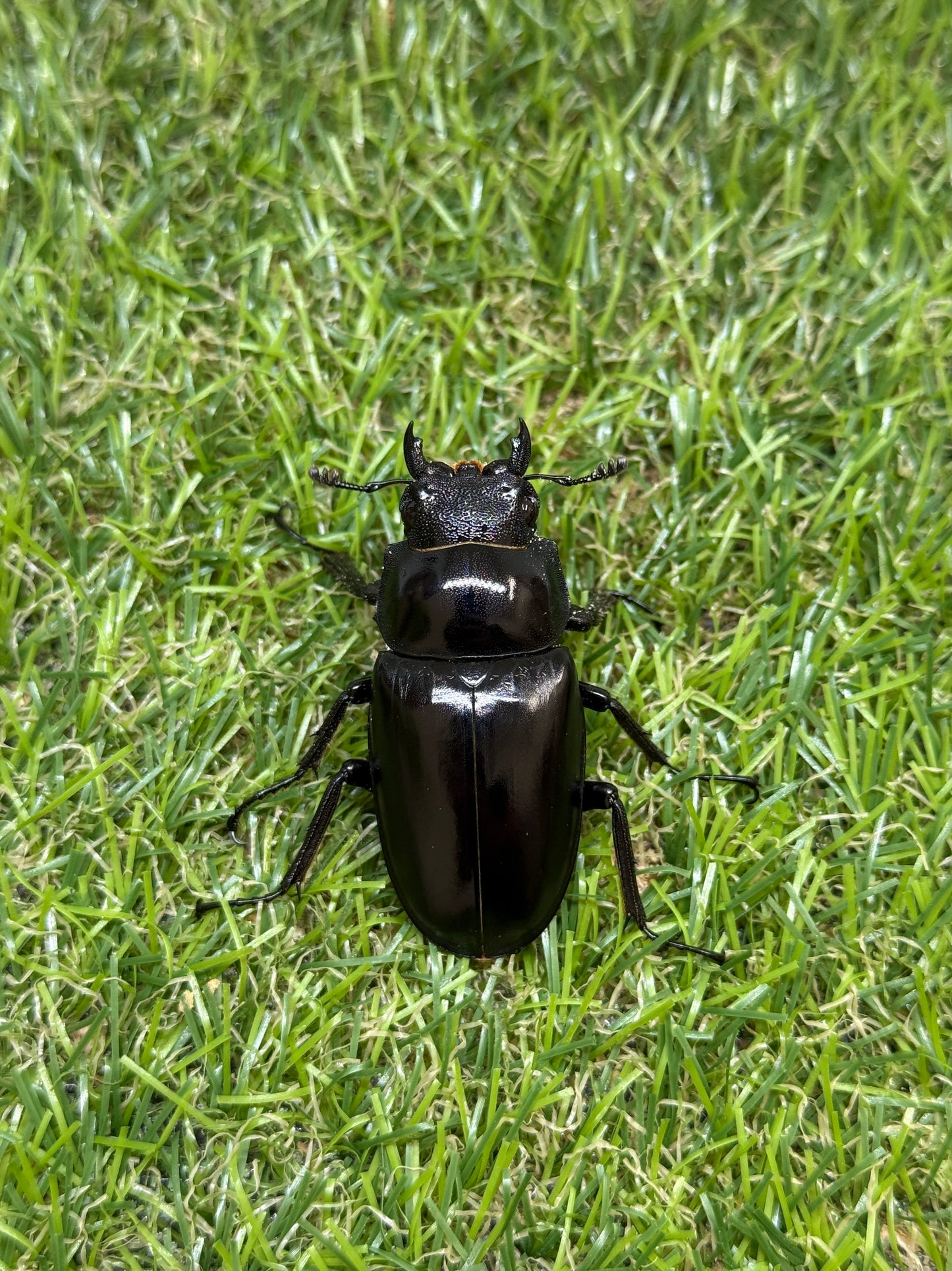 ギラファノコギリクワガタ ケイスケ ♂105mm成虫ペア