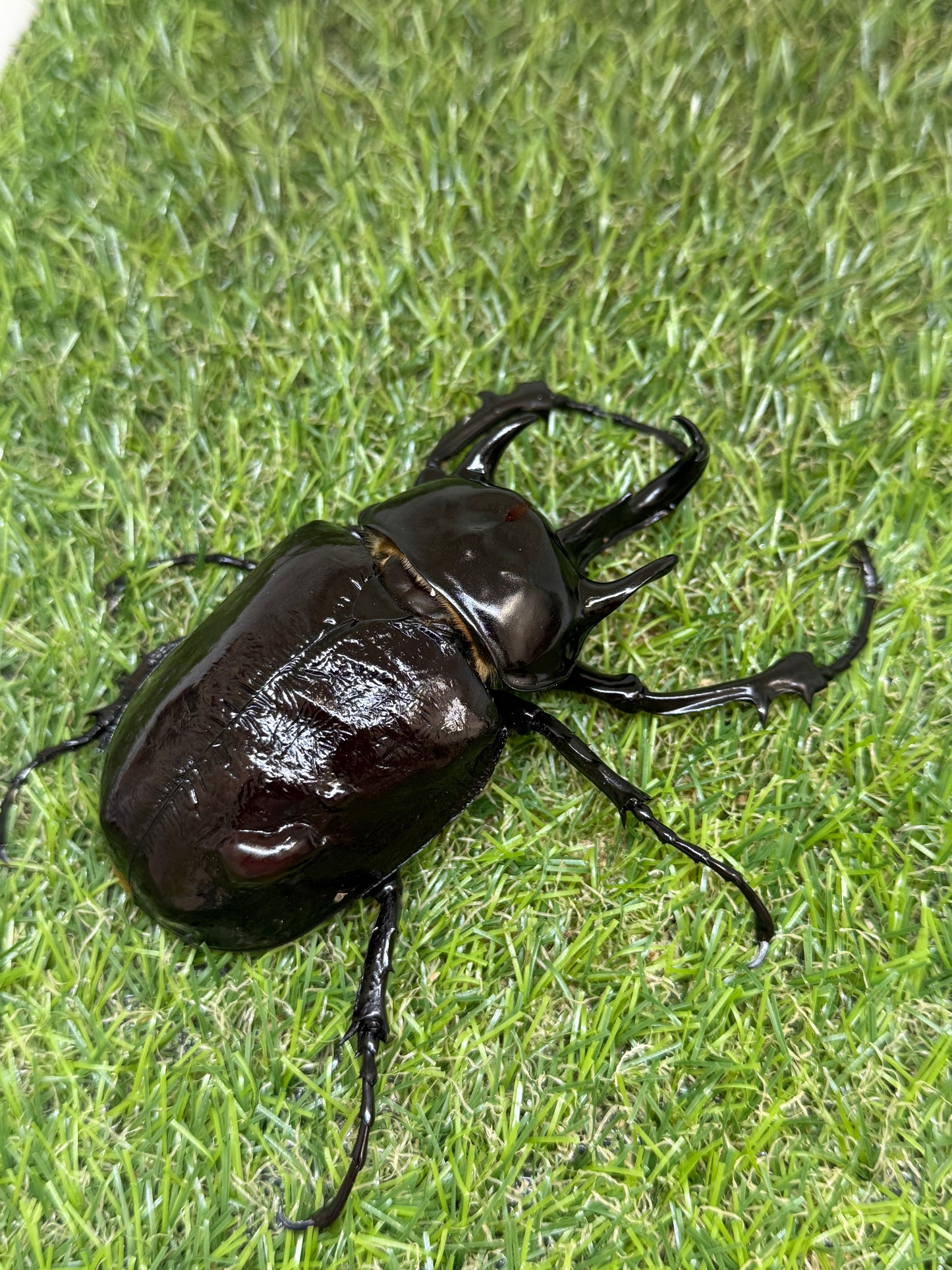マルスゾウカブト ♂102mm成虫ペア
