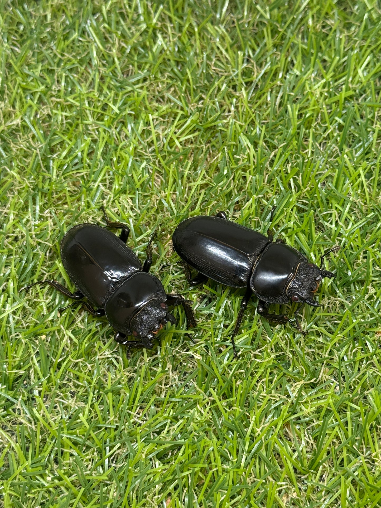 シェンクリンクオオクワガタ(レッドアイ血統)♂80mm成虫トリオ
