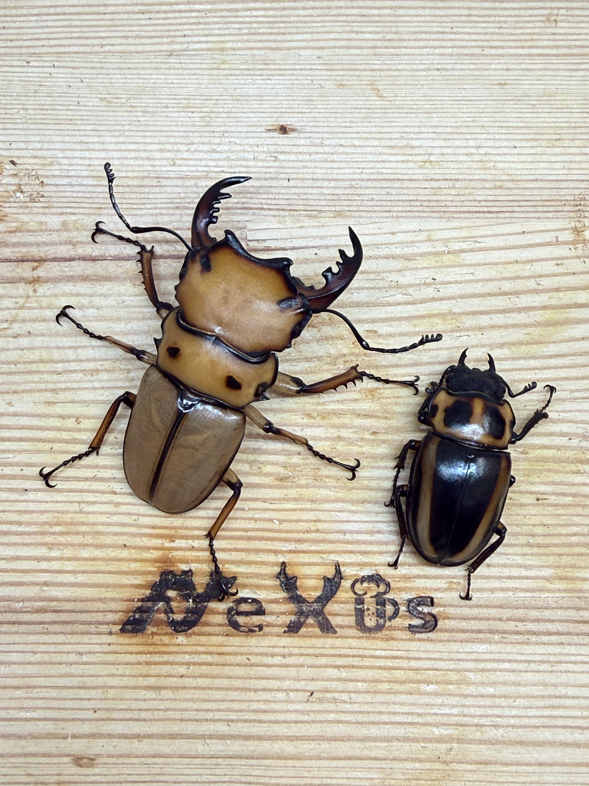 メンガタメリークワガタ ♂50mm成虫ペア
