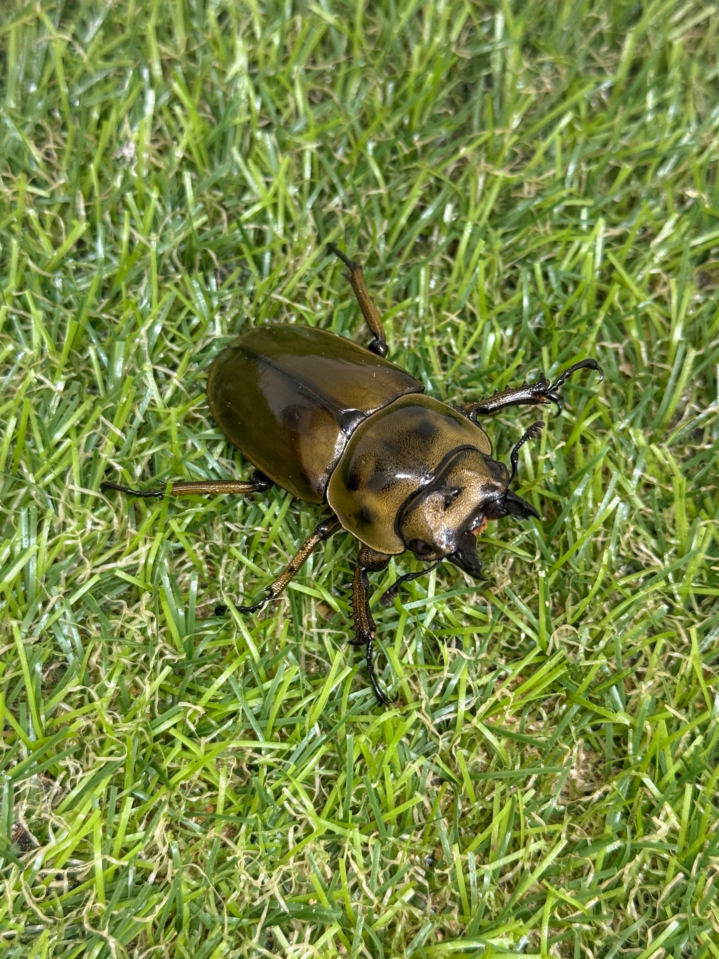 ババオウゴンオニクワガタ ♂71.6mm成虫ペア