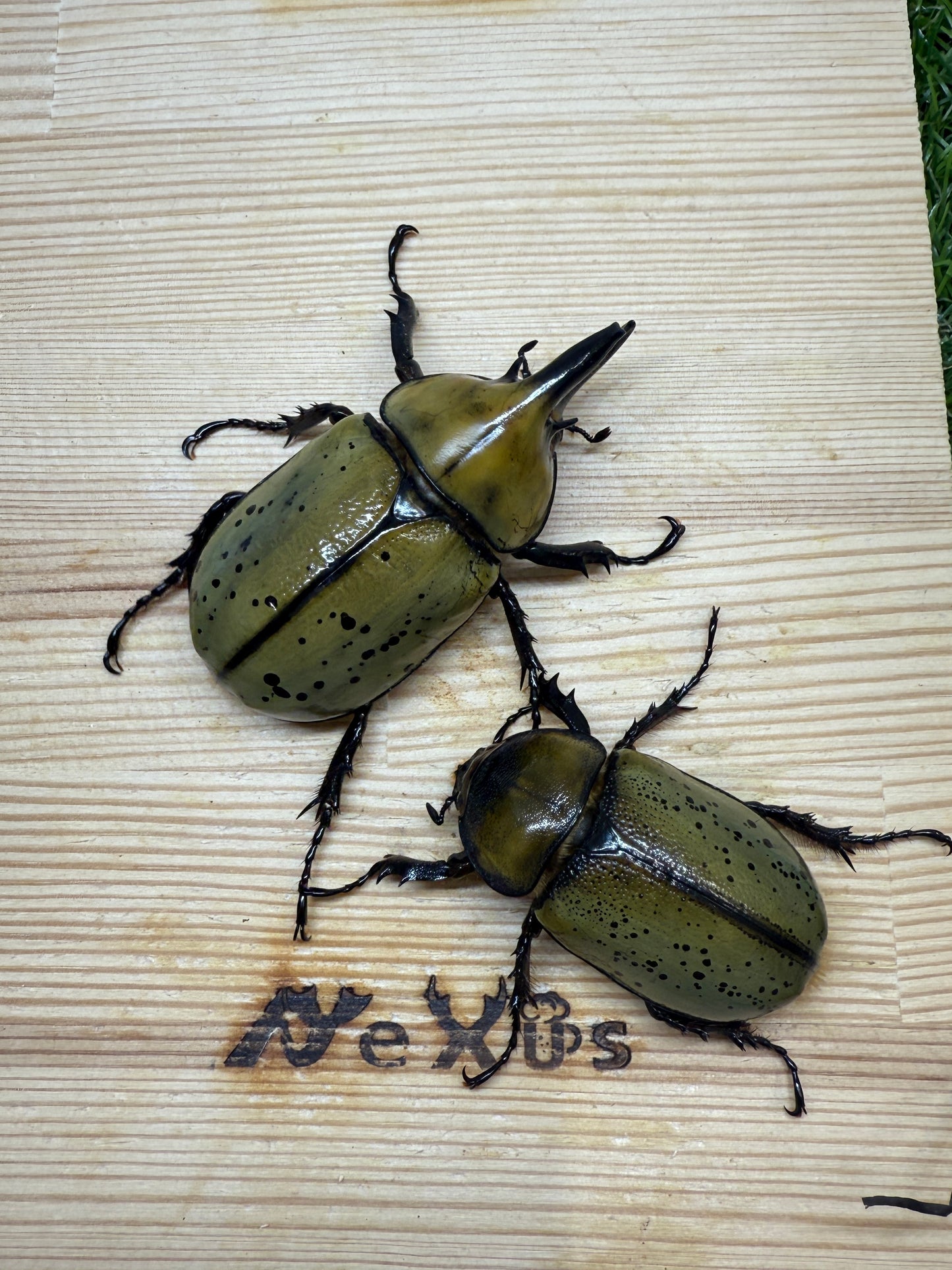 ティティウスシロカブト ♂59mm成虫ペア