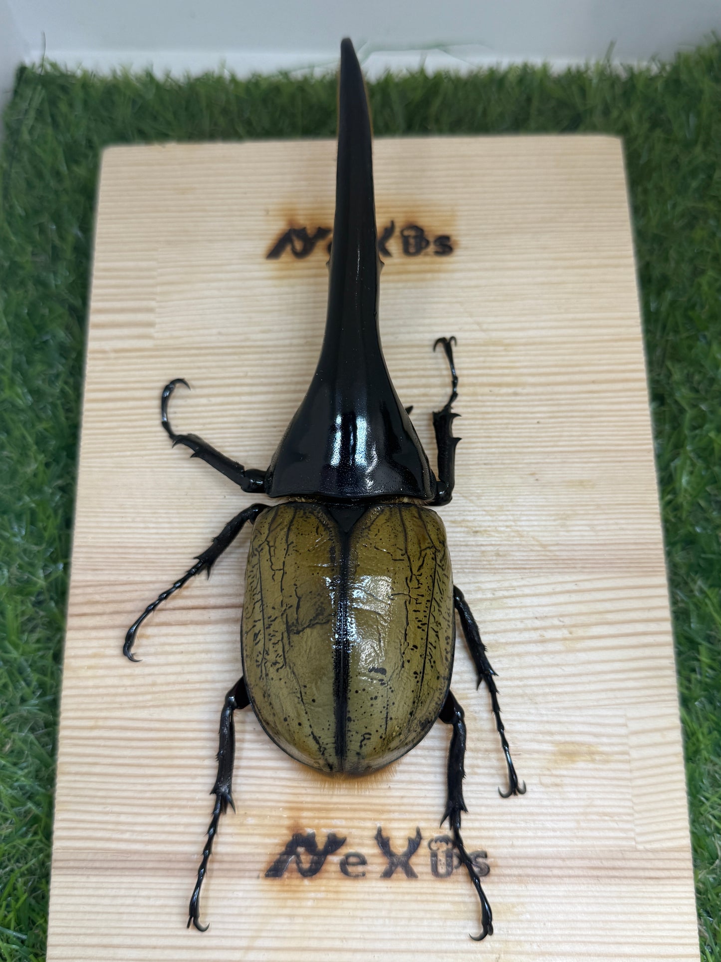 DH・ヘラクレス ♂155mm成虫ペア