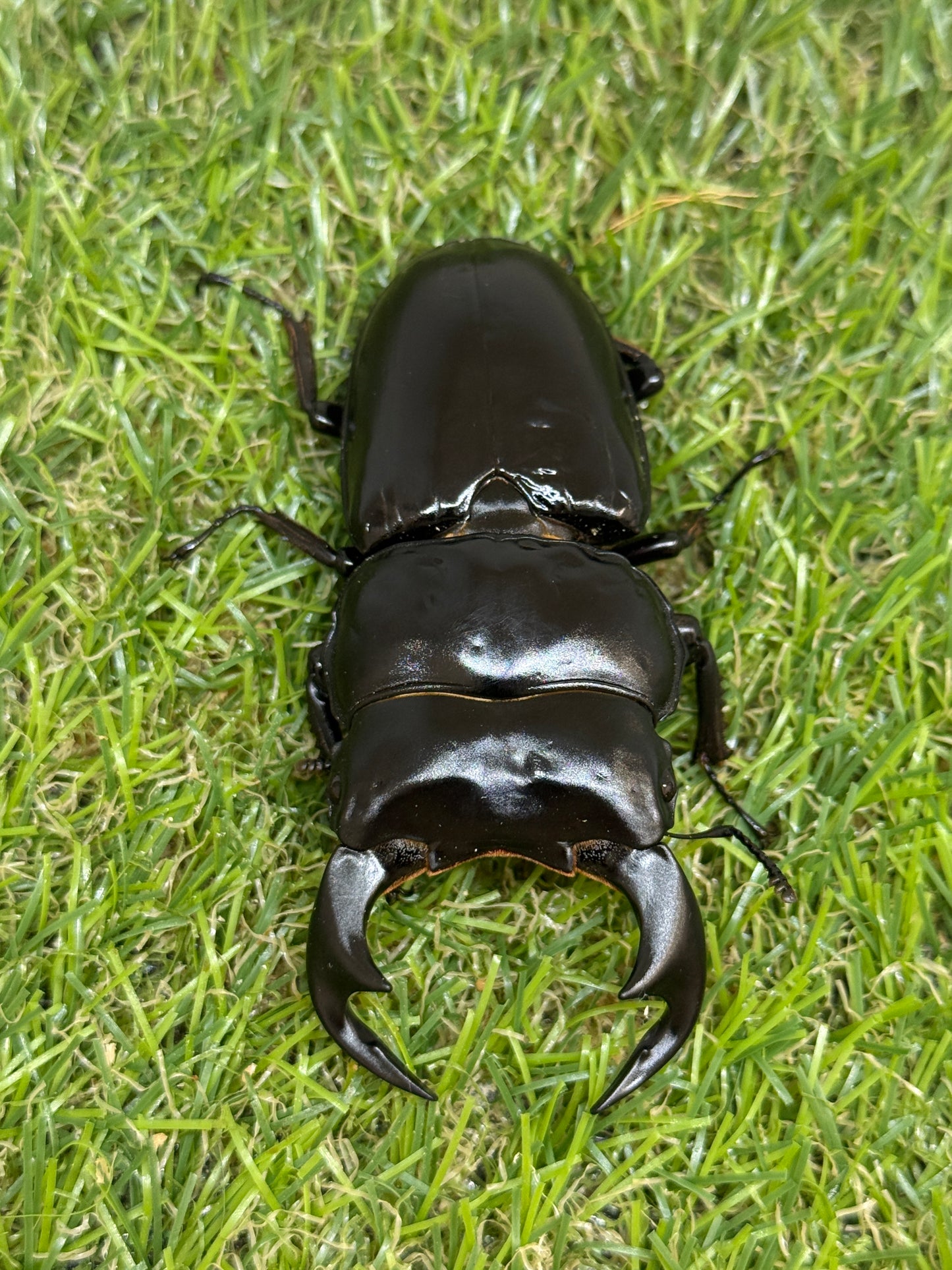 インドアンタエウスオオクワガタ ♂76mm単品