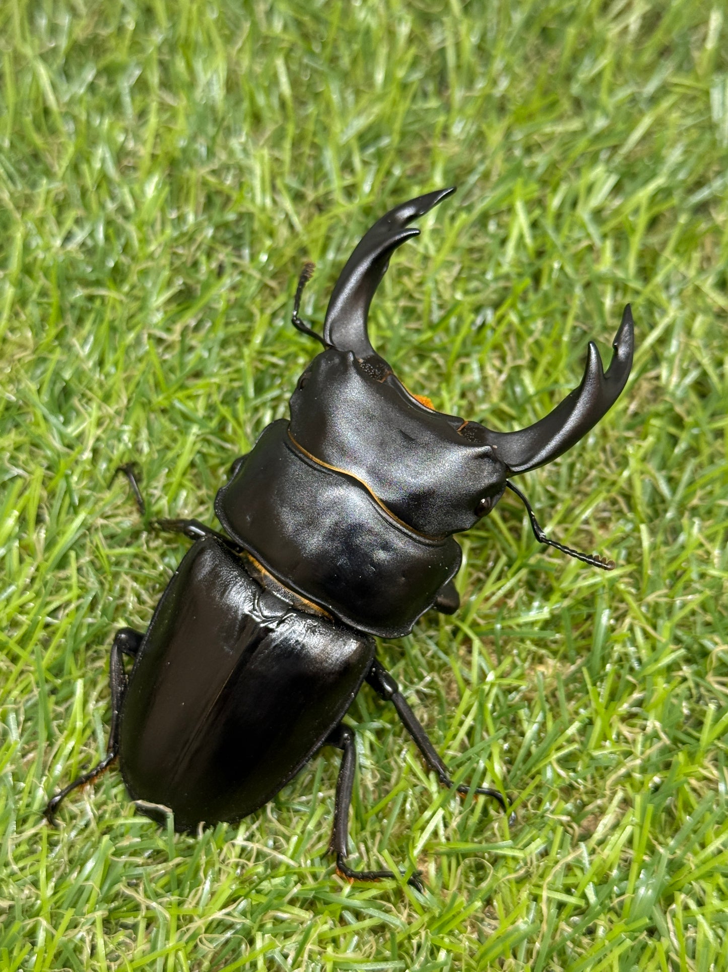 オオクワガタ 奈良輪川西 ♂77.8mm成虫ペア
