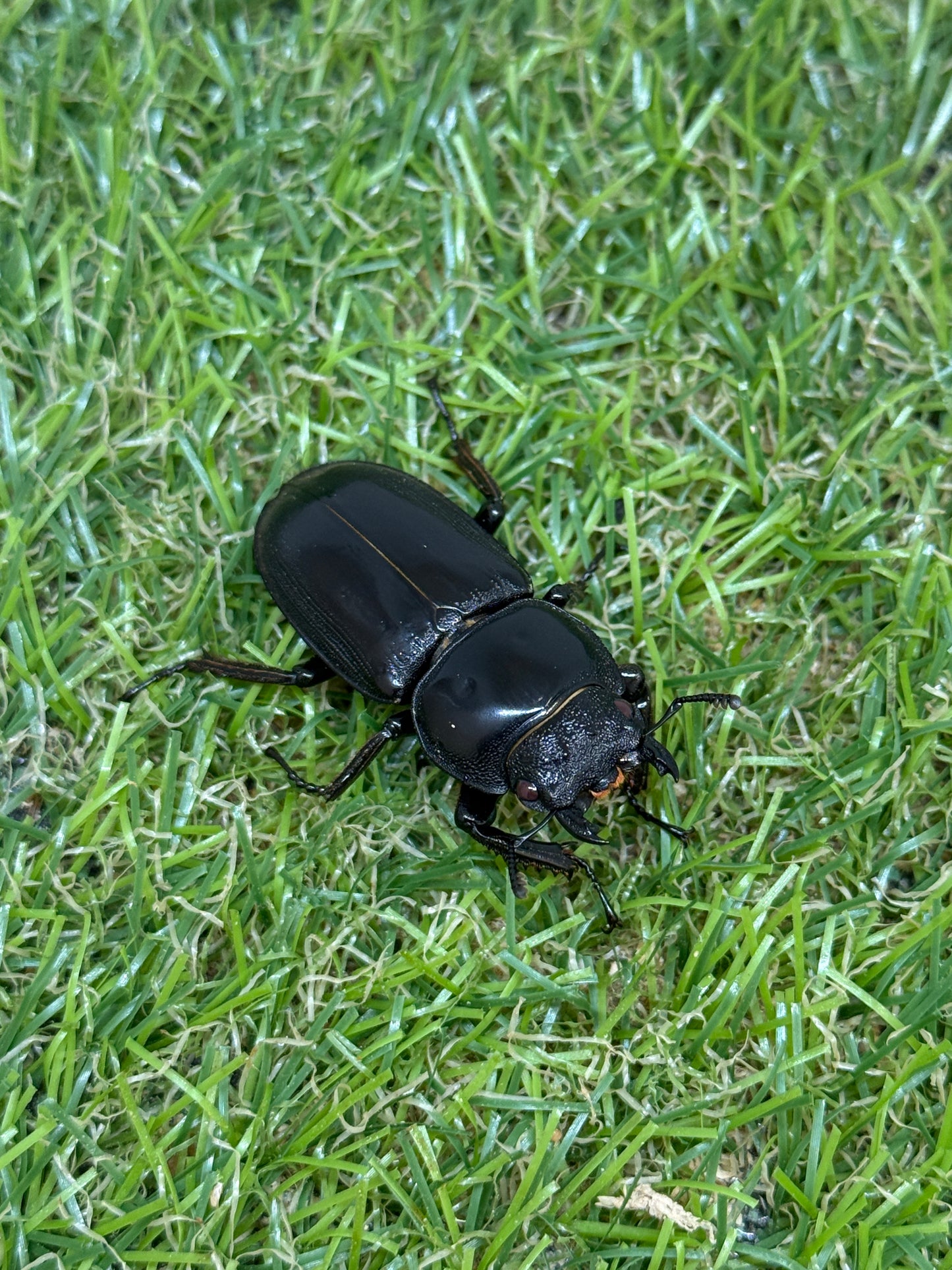 シェンクリンクオオクワガタ(レッドアイ血統)♂71mm成虫ペア