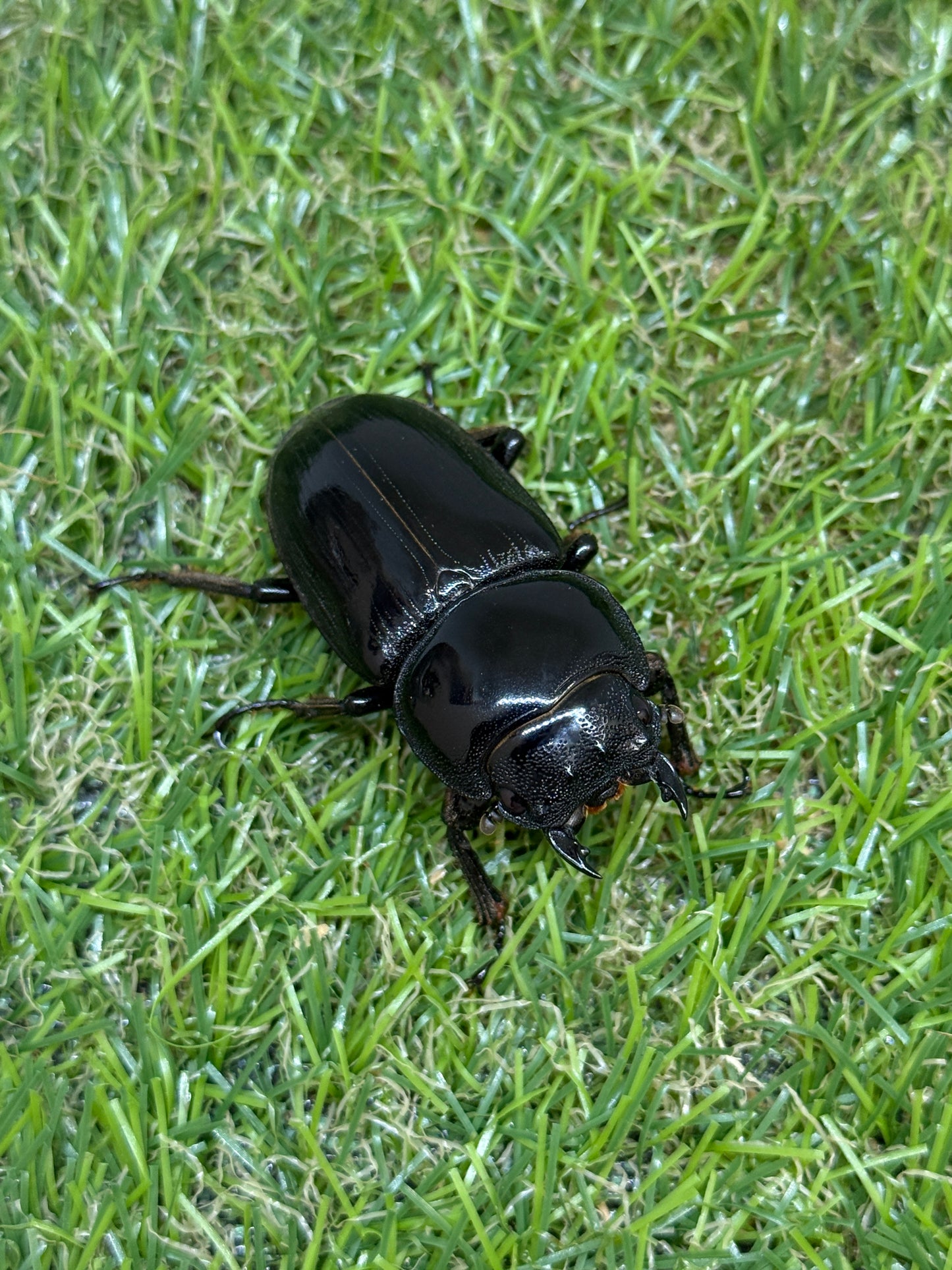 グランディスオオクワガタ ♂76mm成虫ペア