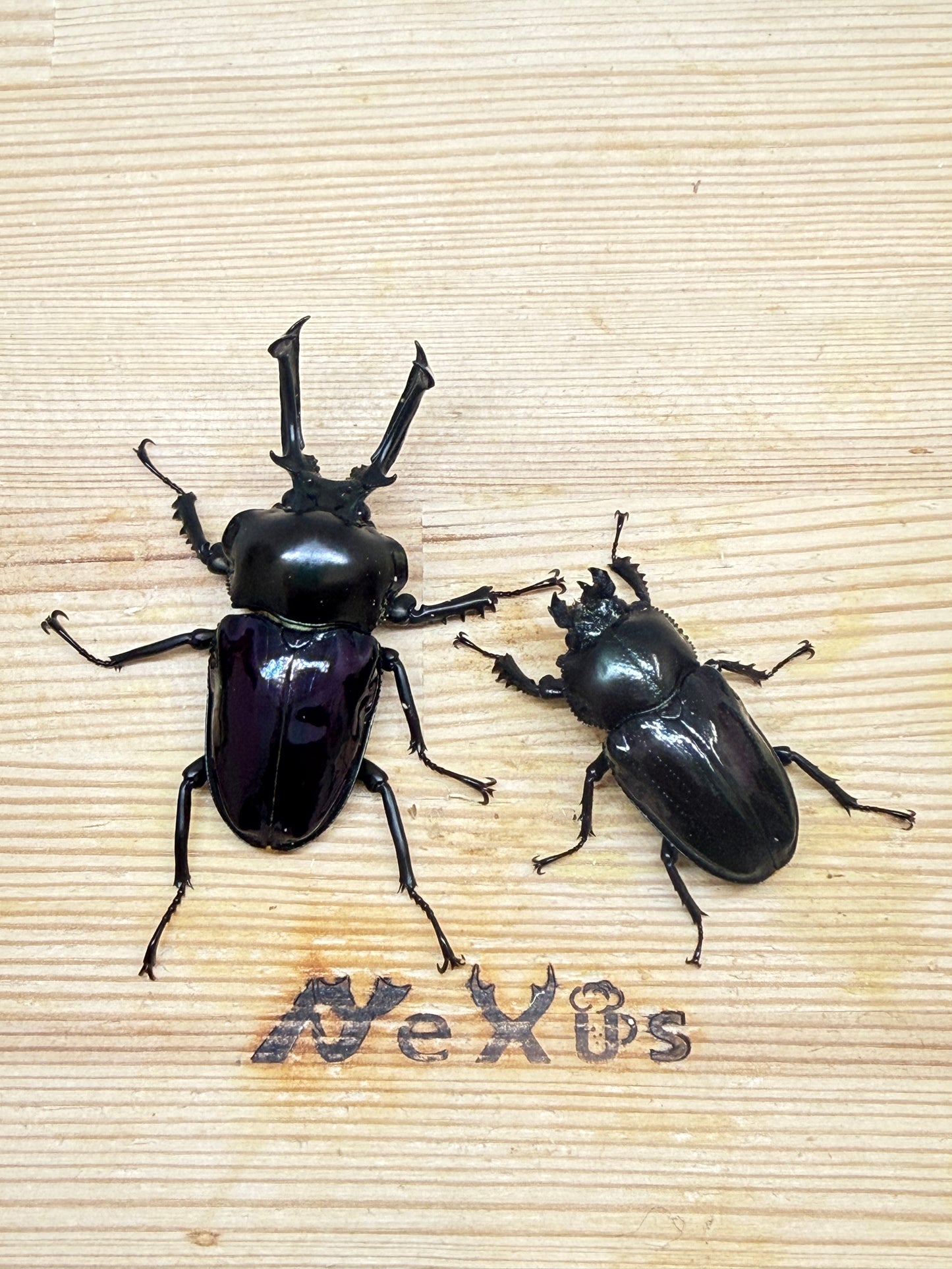 ニジイロクワガタ(紫紺系) ♂56mm成虫ペア