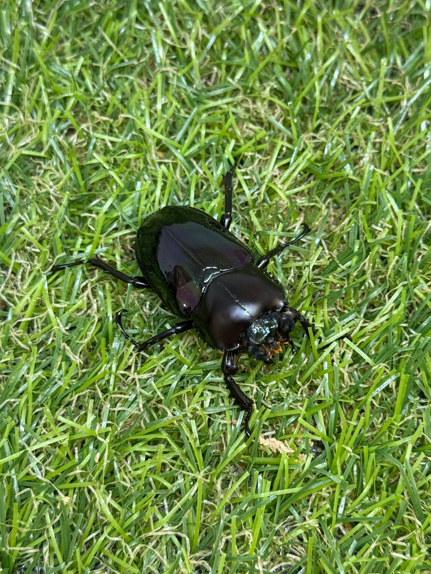ニジイロクワガタ(紫紺血統) ♂60mm成虫ペア
