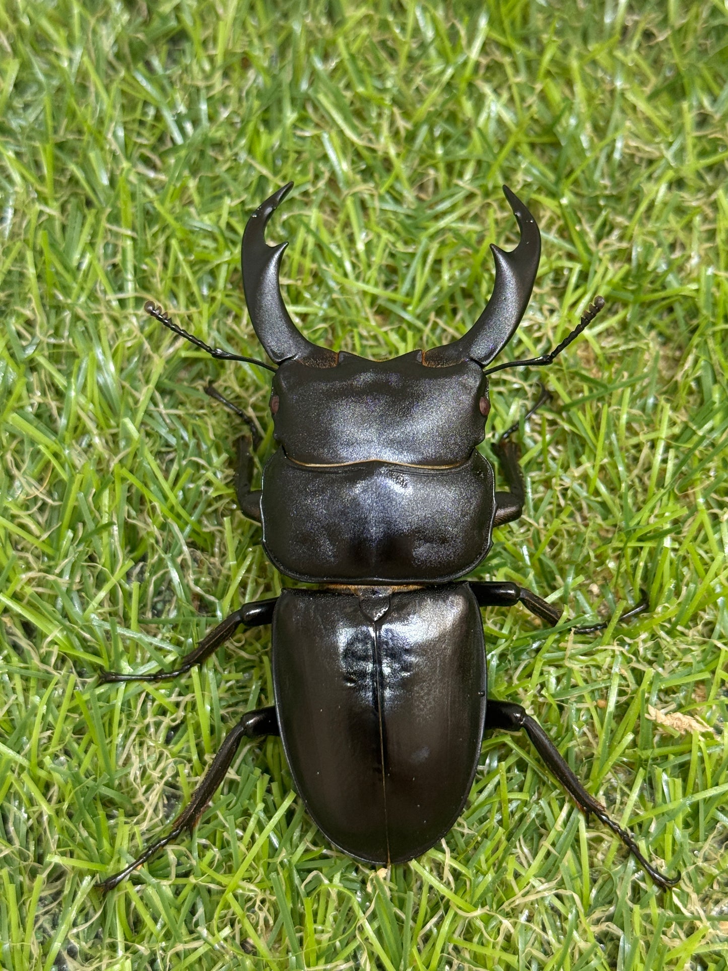 シェンクリンクオオクワガタ(レッドアイ血統)♂71mm成虫ペア