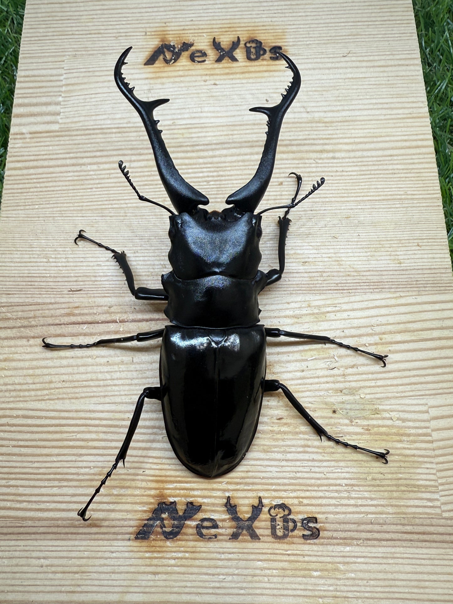 ギラファノコギリクワガタ(ダイスケ) ♂107.8mm単品