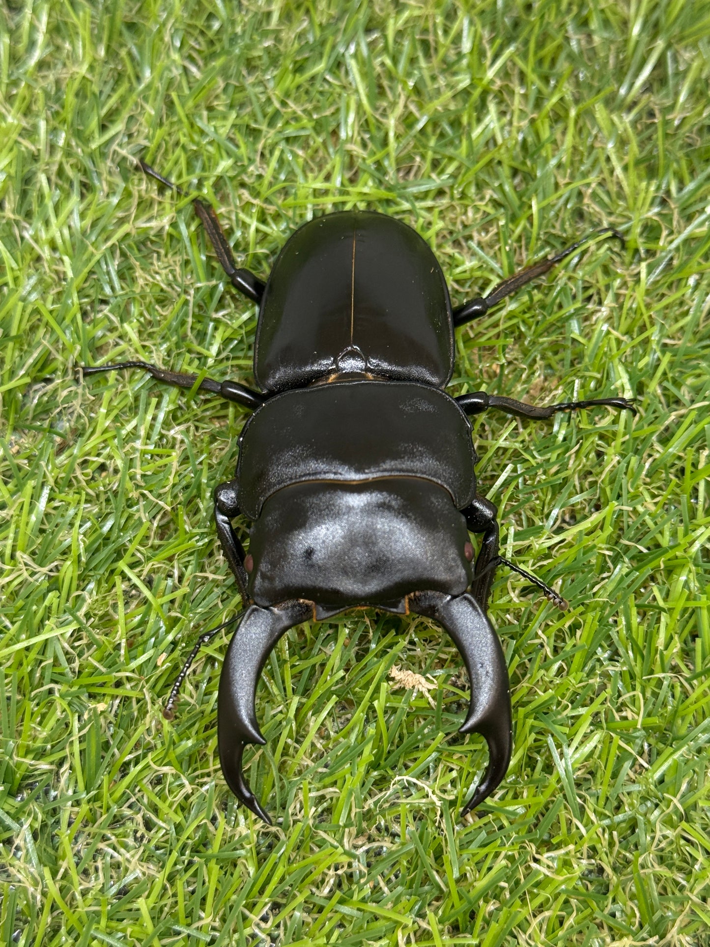 シェンクリンクオオクワガタ(レッドアイ血統)♂80mm成虫トリオ