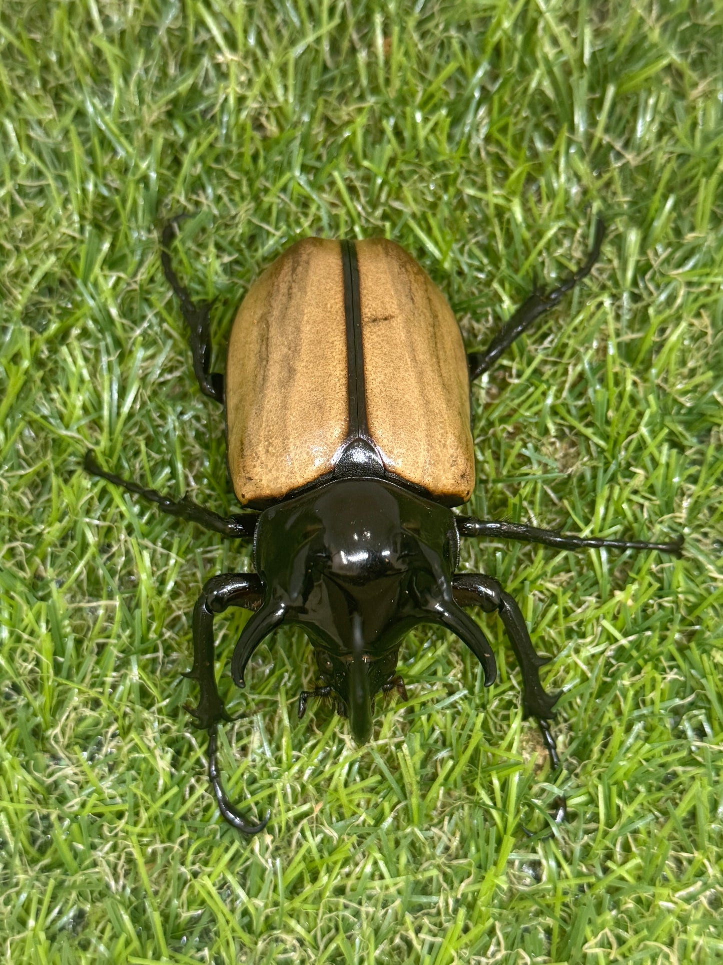 ゴホンヅノカブトWD ♂81mm成虫ペア