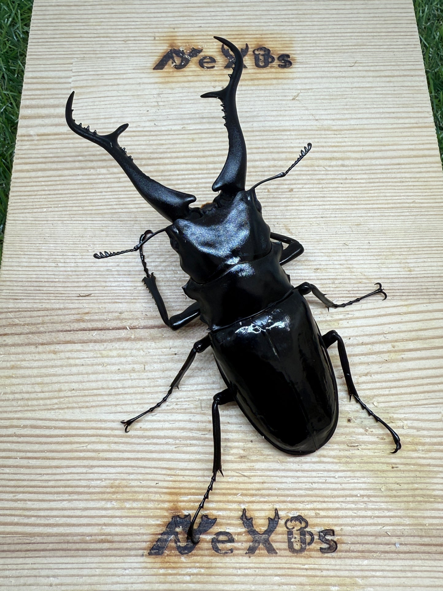 ギラファノコギリクワガタ(ダイスケ) ♂109mm単品