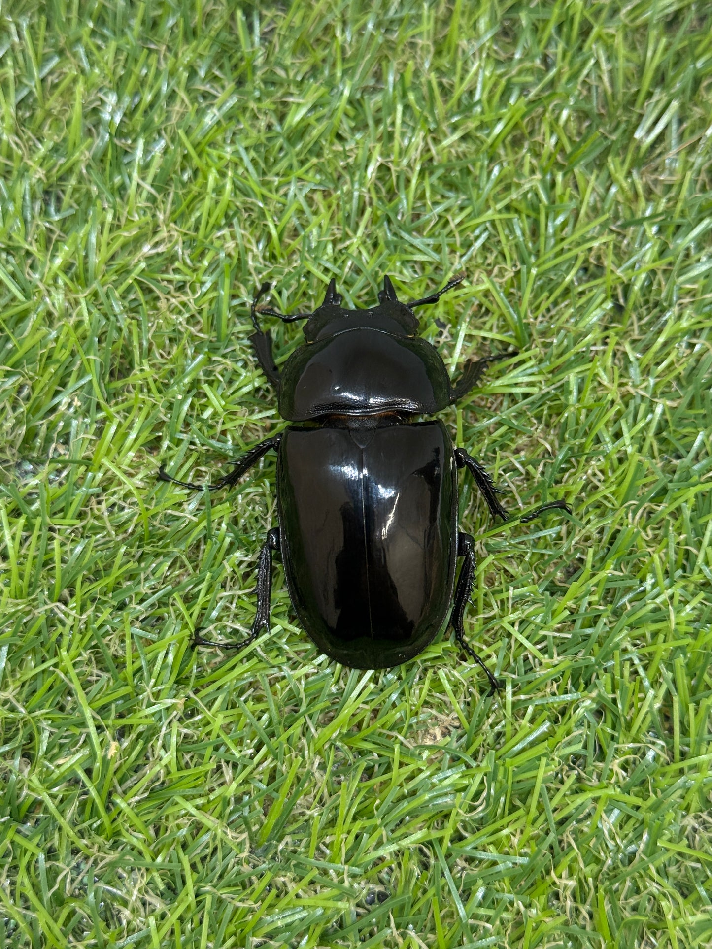タランドゥスオオツヤクワガタ ♂78.2mm成虫ペア