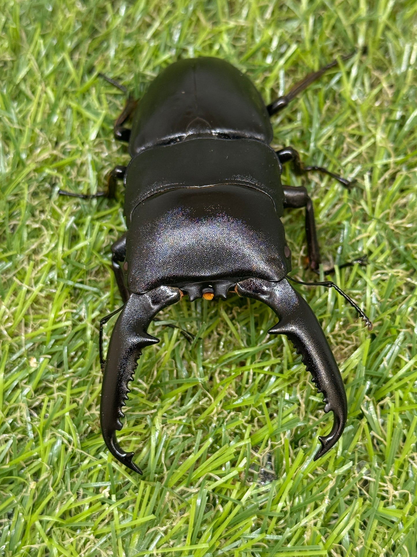 パラワンオオヒラタクワガタ(レッドアイ血統)♂90.5mm成虫ペア