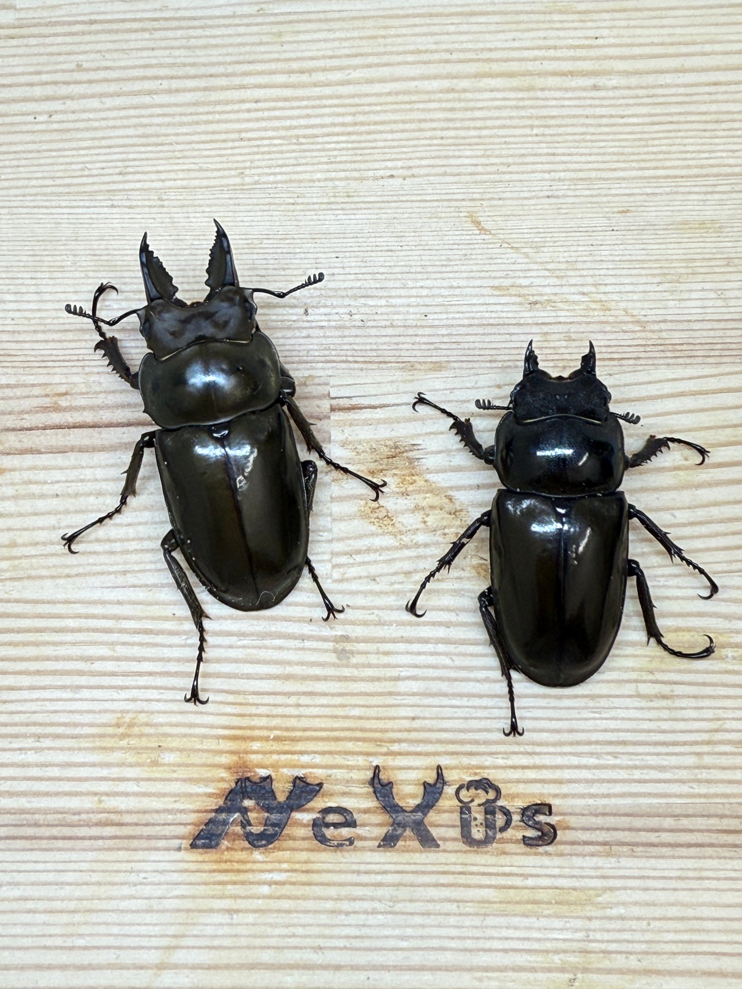 ババオウゴンオニクワガタ ♂50.8mm成虫ペア