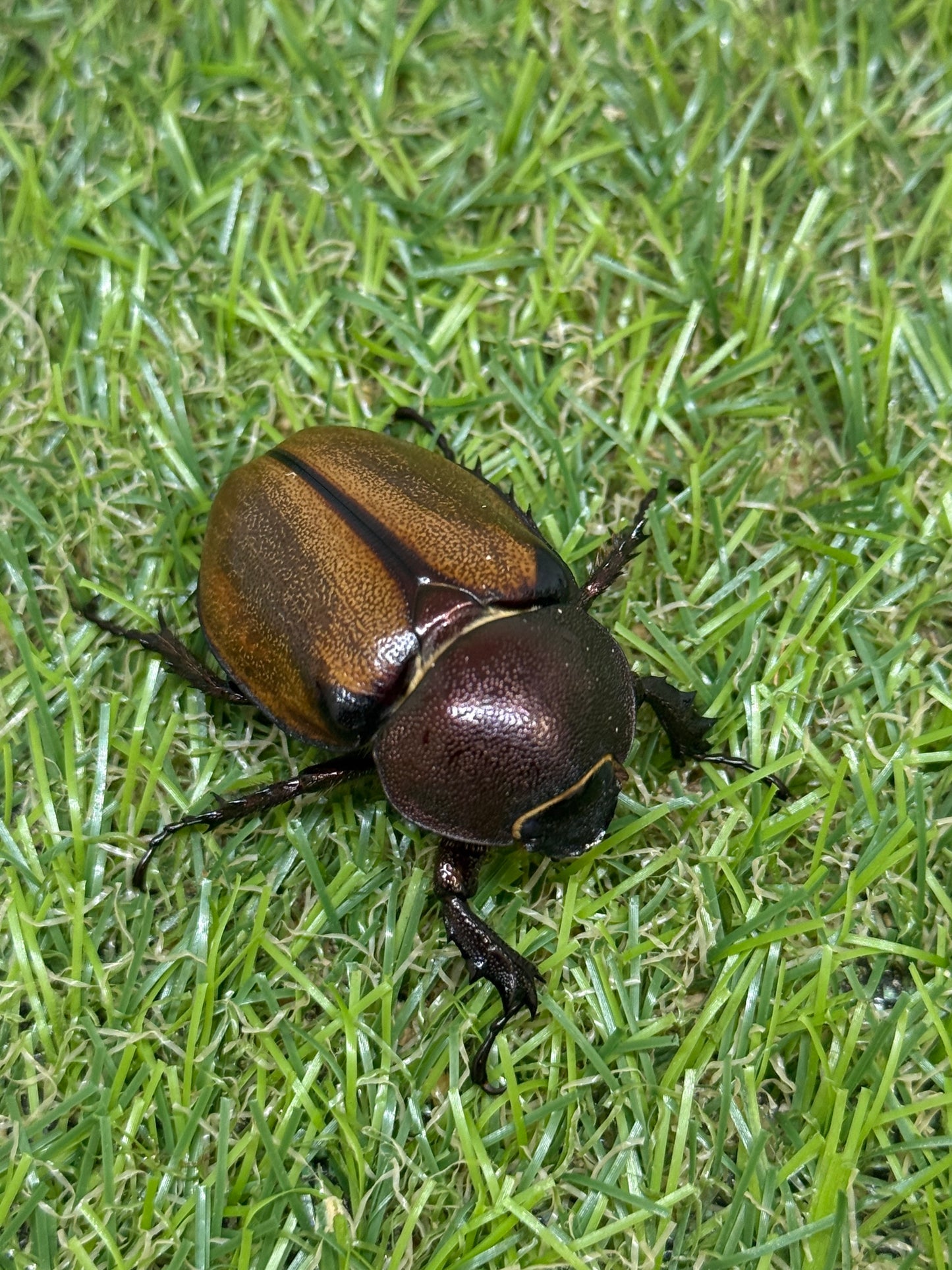 マルガリータヒナカブト ♂freeサイズ成虫ペア