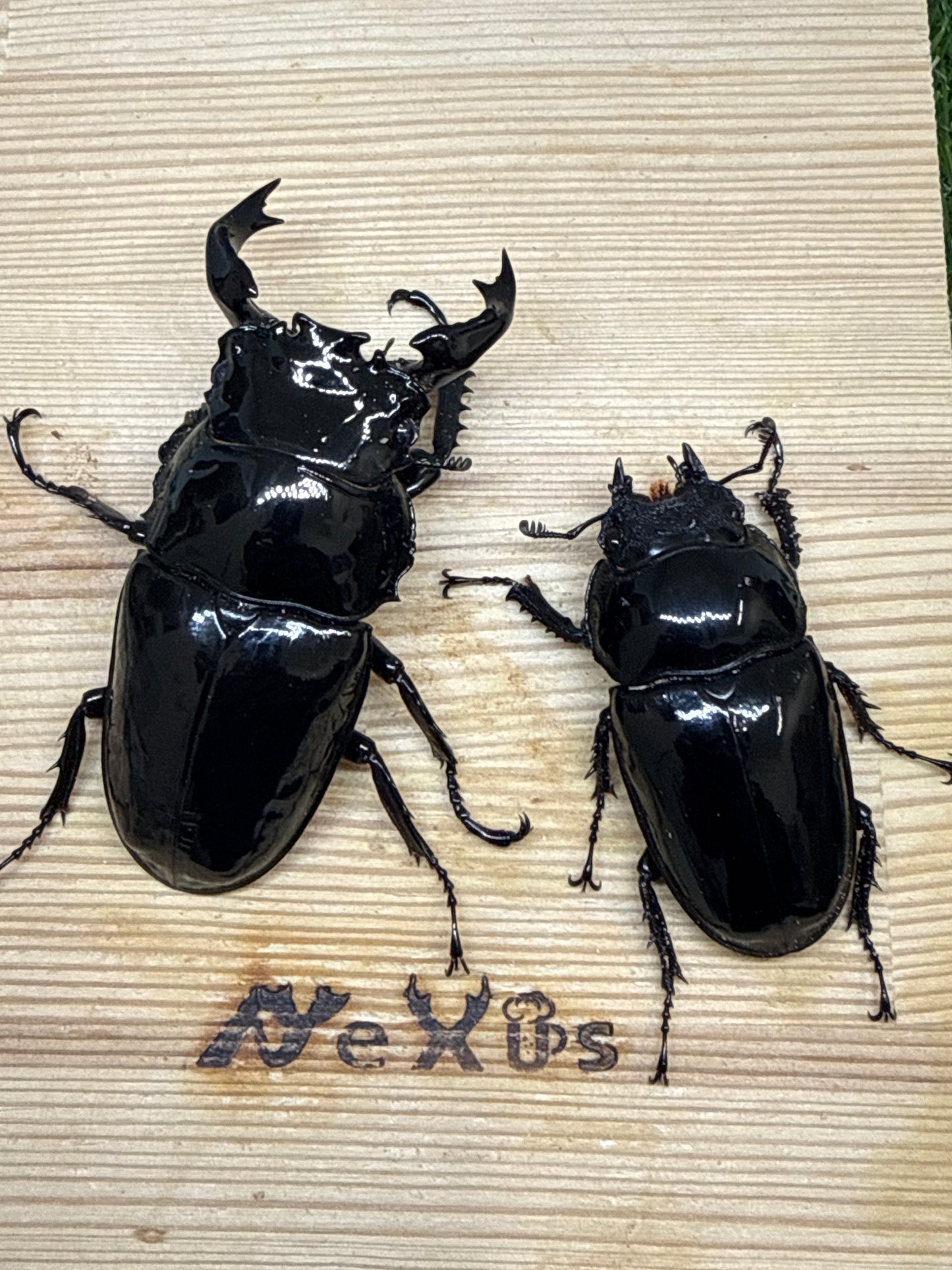 タランドゥスオオツヤクワガタ ♂80.5mm成虫ペア