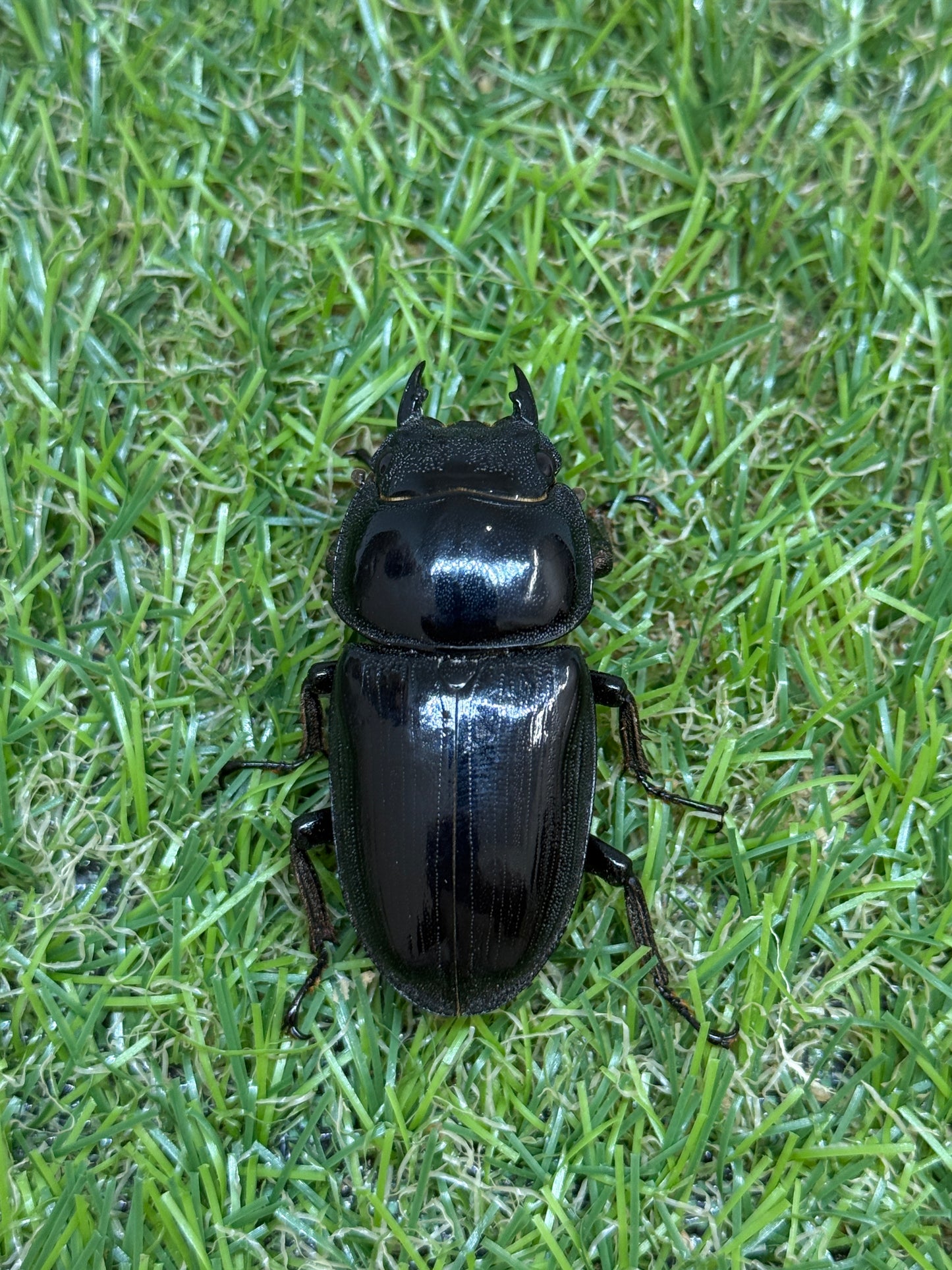 グランディスオオクワガタ ♂76mm成虫ペア