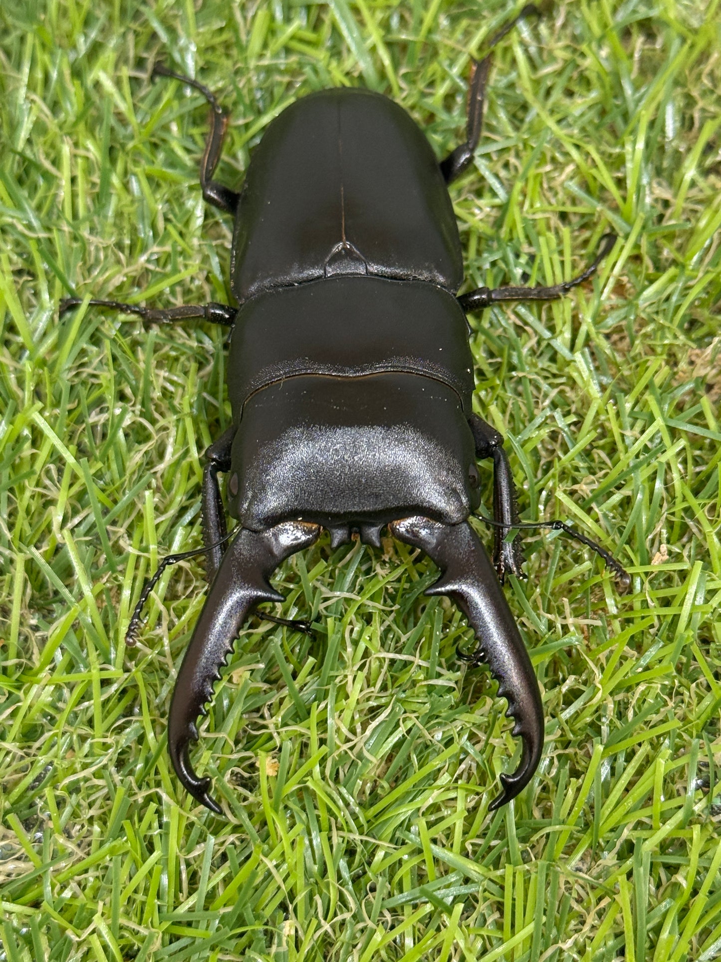 ファソルトヒラタクワガタ ♂73mm成虫ペア