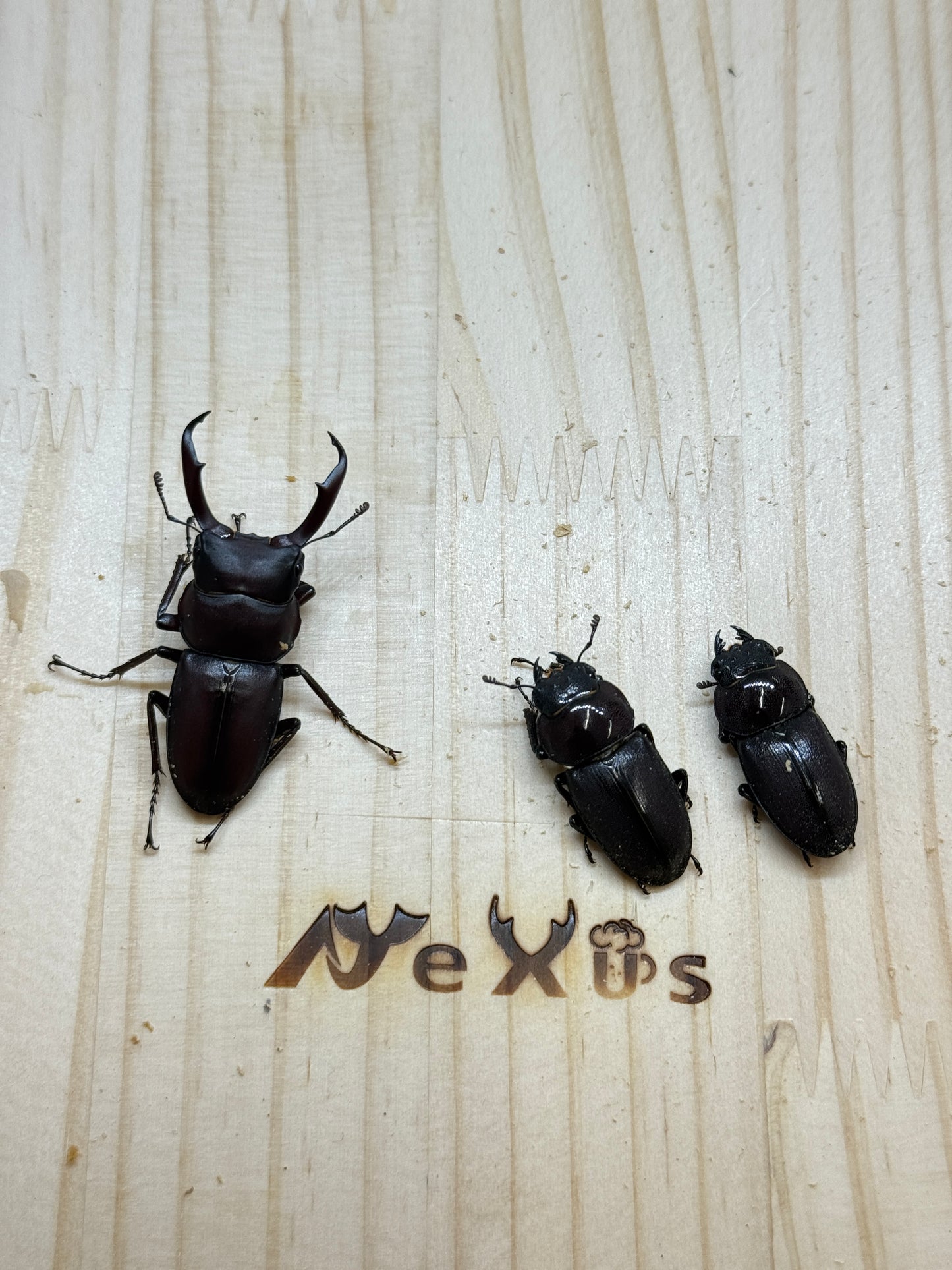 ヤクシマコクワガタ 成虫トリオ