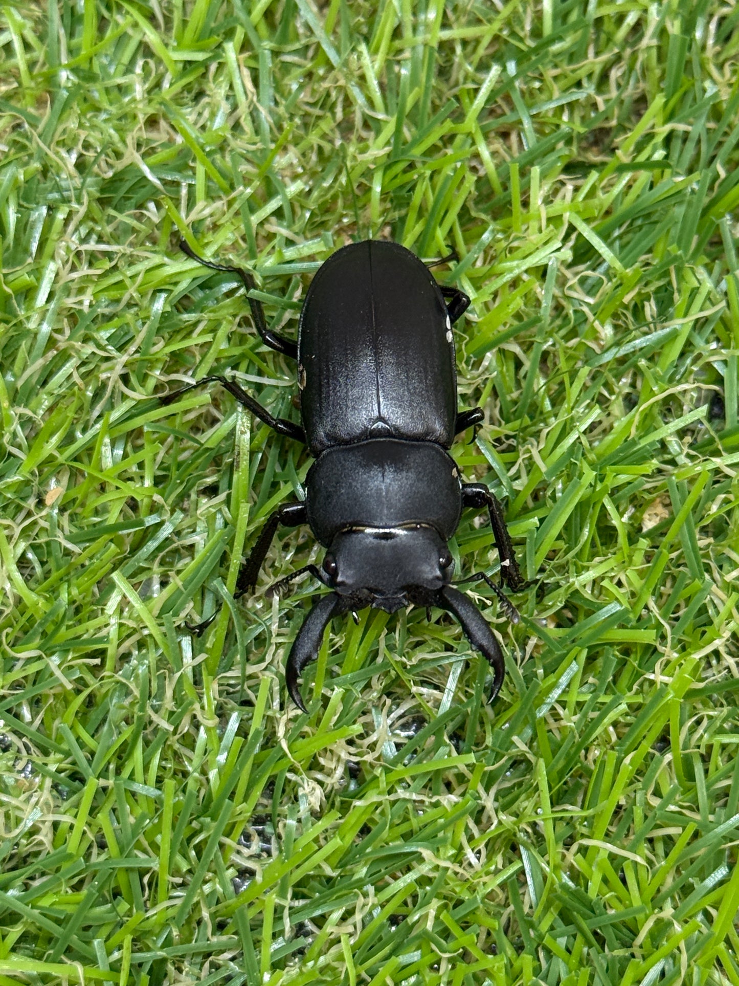 アマミシカクワガタ ♂freeサイズ成虫ペア