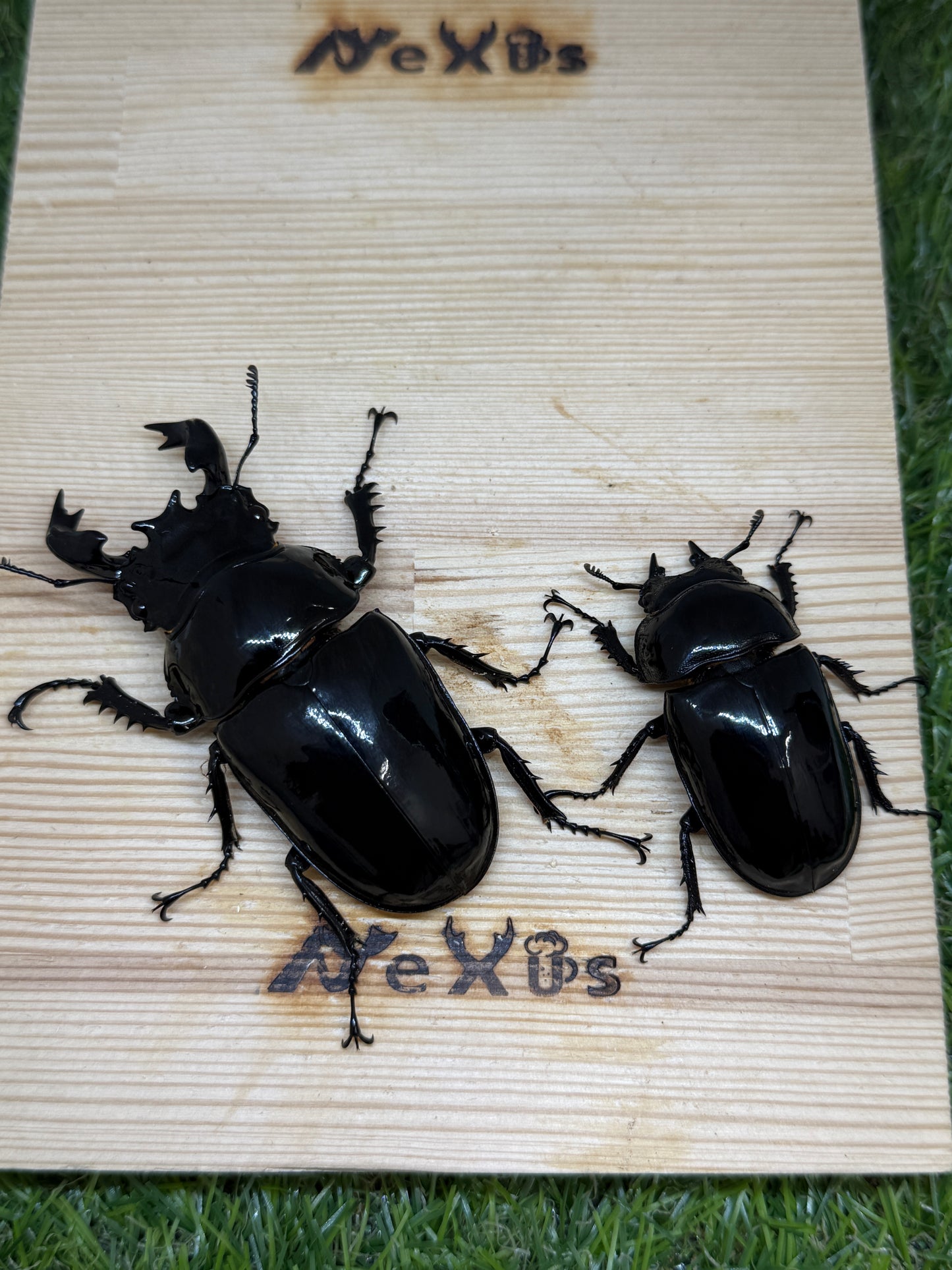 タランドゥスオオツヤクワガタ ♂78.2mm成虫ペア