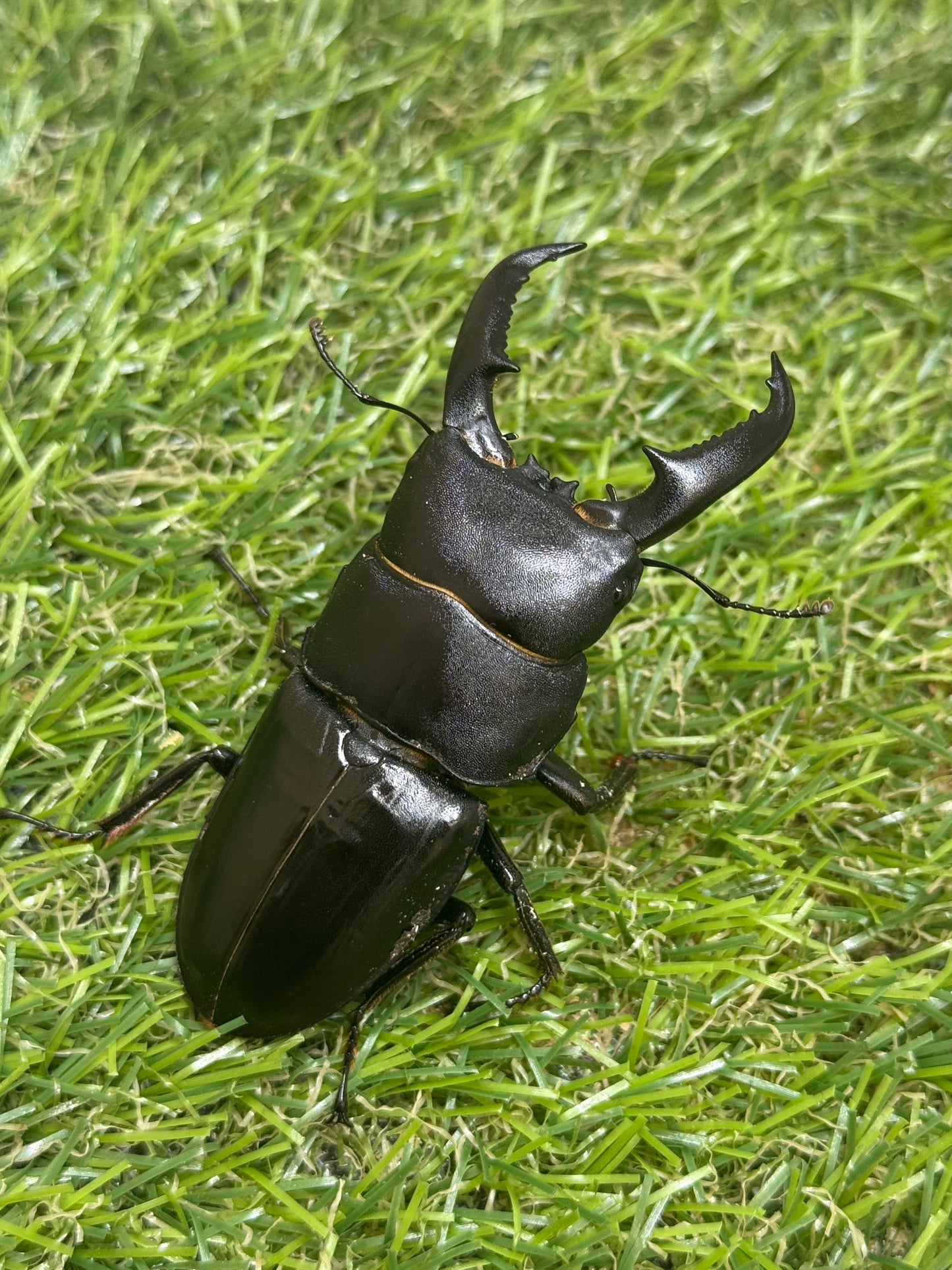 オキノエラブヒラタクワガタ ♂66.3mm成虫ペア