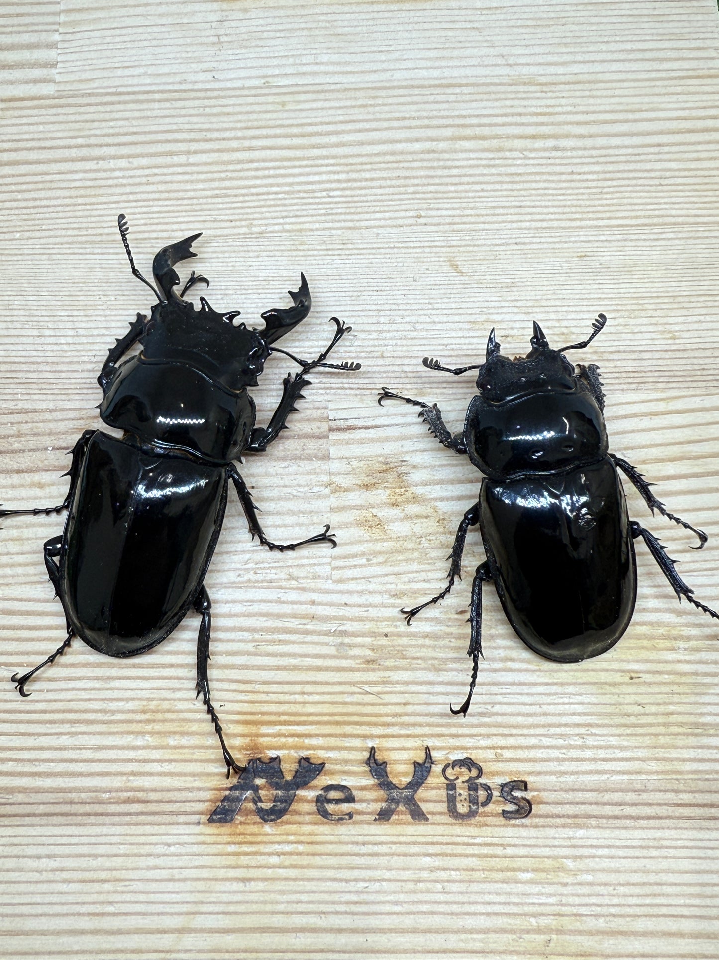 タランドゥスオオツヤクワガタ ♂64.5mm成虫ペア