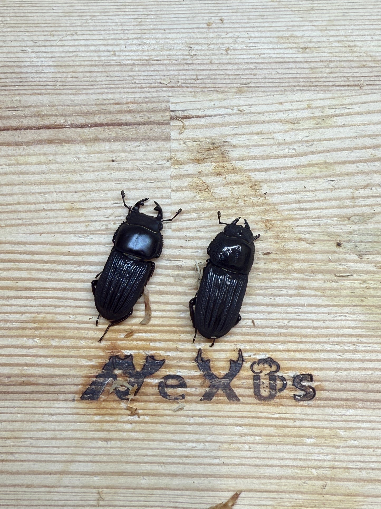 ドルクスミント ♂freeサイズ成虫ペア