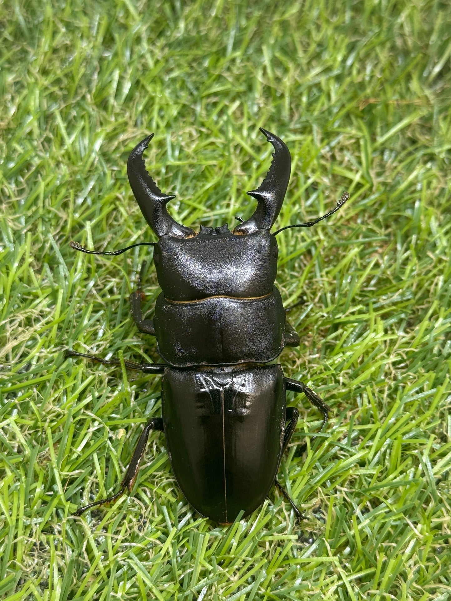 オキノエラブヒラタクワガタ ♂66.3mm成虫ペア