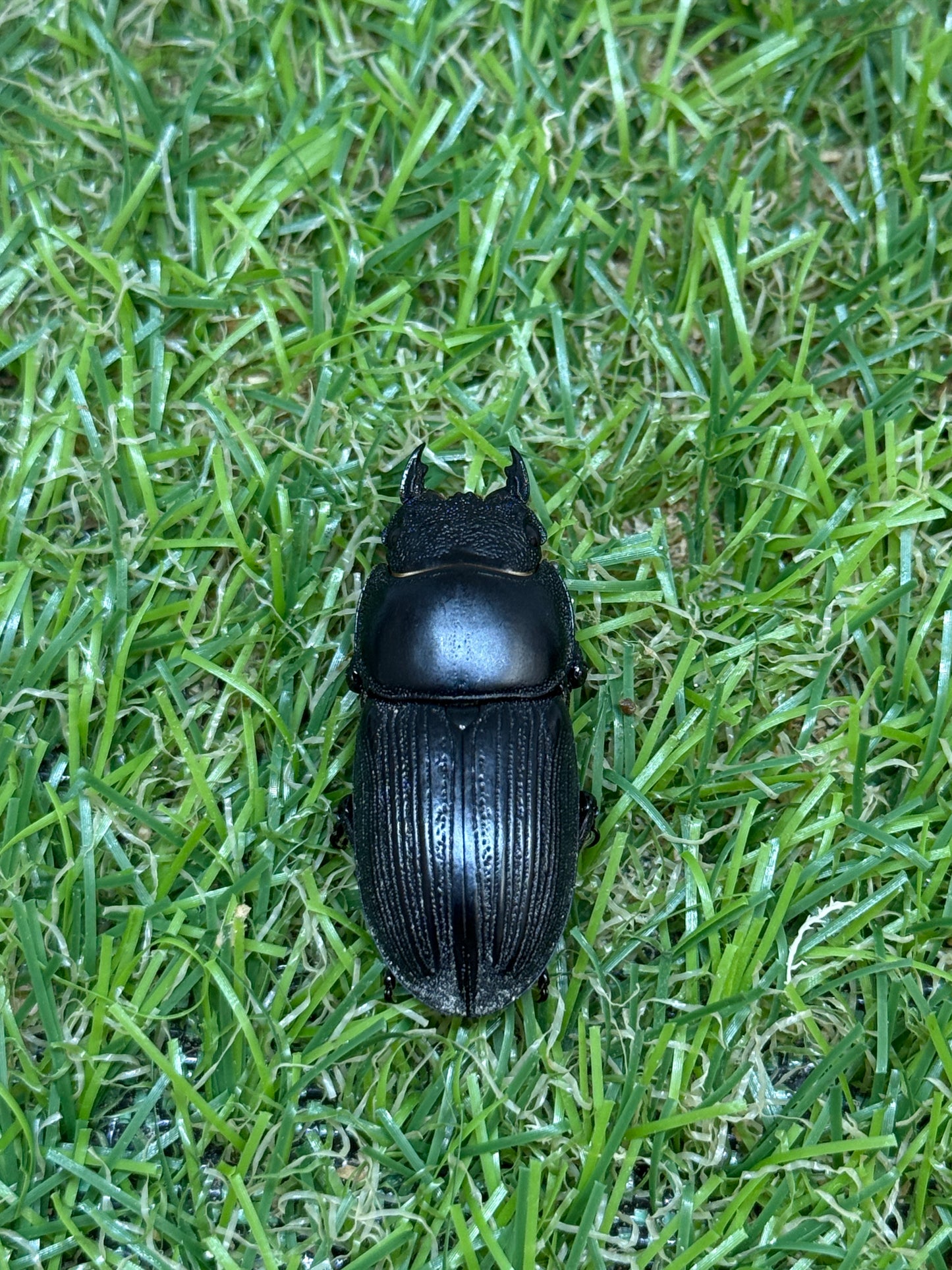ダエダリオンヒラタクワガタ ♂60.3mm成虫ペア