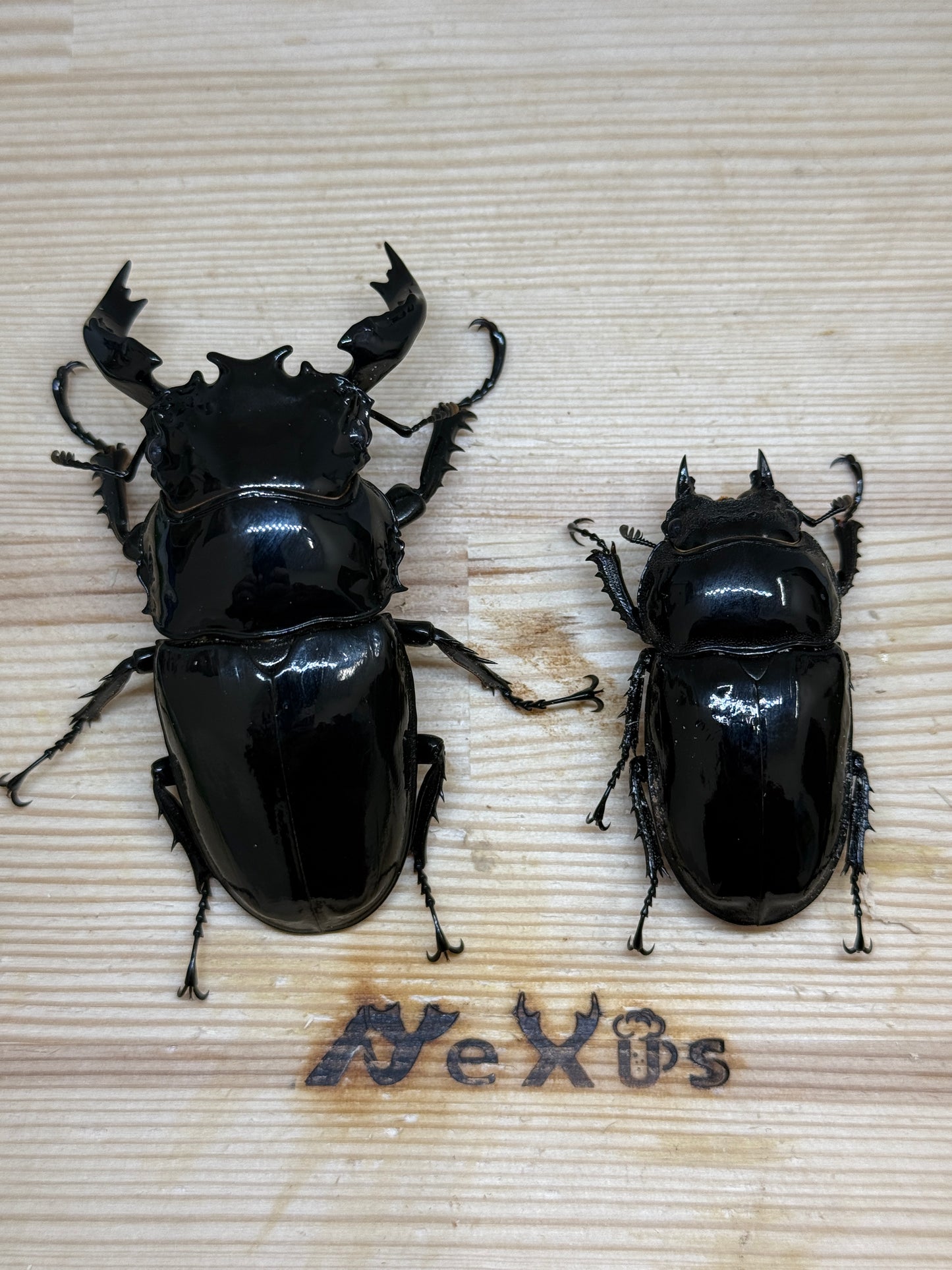 タランドゥスオオツヤクワガタ ♂79mm成虫ペア